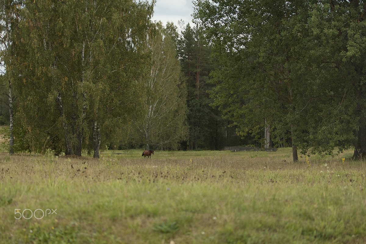 Canon EF-S 60mm F2.8 Macro USM sample photo. Bialowieza forest photography