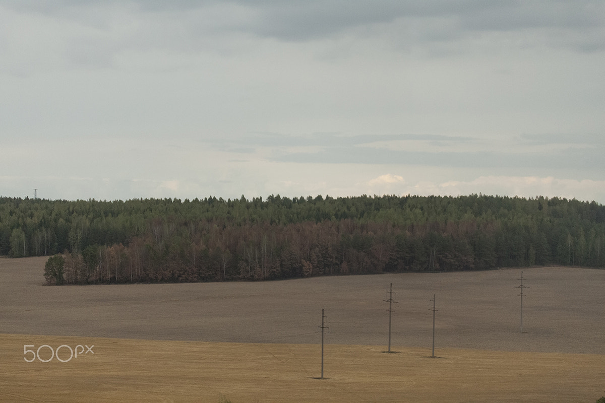 Canon EF-S 60mm F2.8 Macro USM sample photo. Bialowieza forest photography