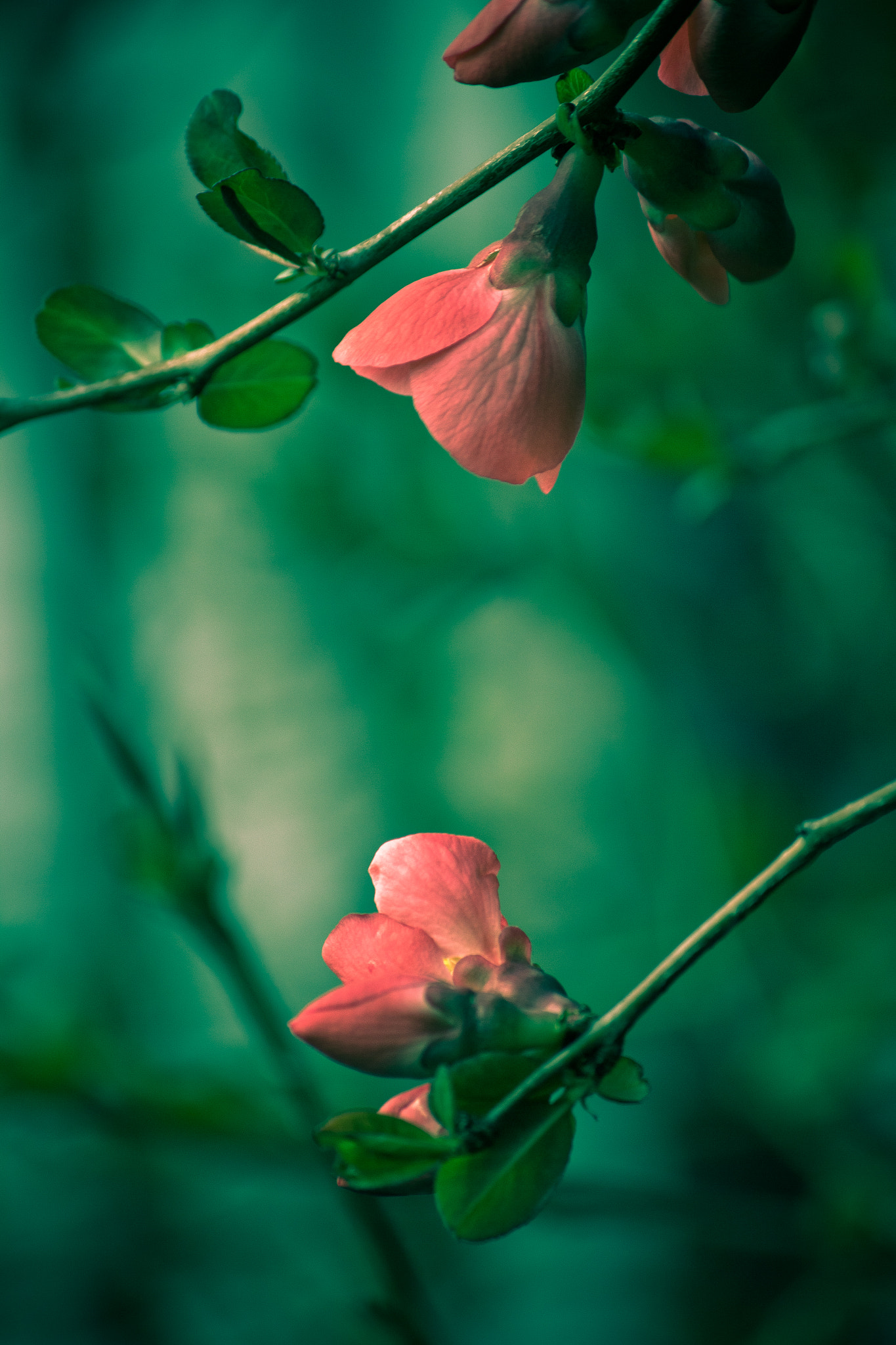 Canon EF-S 55-250mm F4-5.6 IS sample photo. Face to face photography