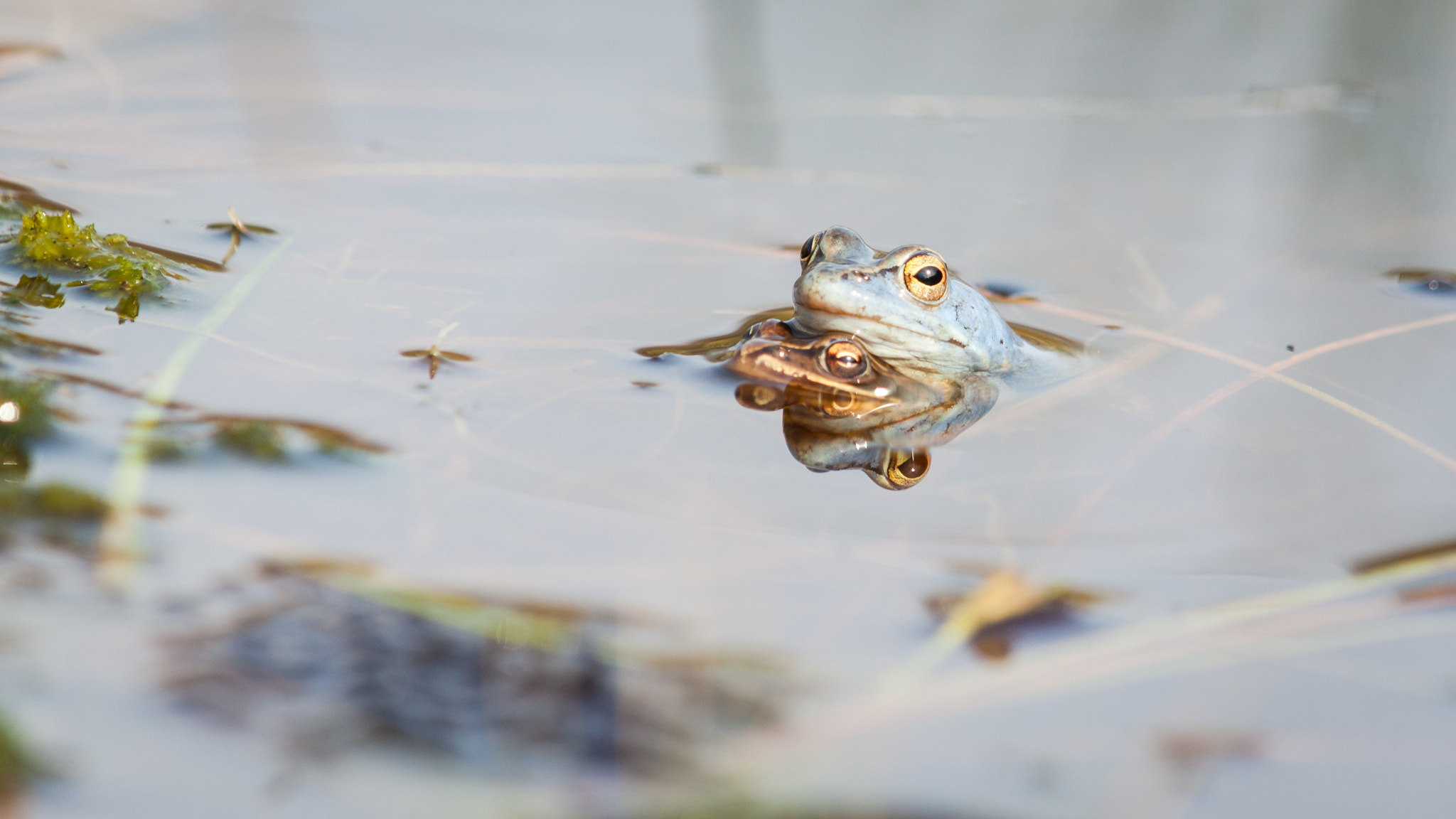 Canon EOS 5D Mark II + Canon EF 70-200mm F2.8L USM sample photo. Moorfrosch pärchen ii photography