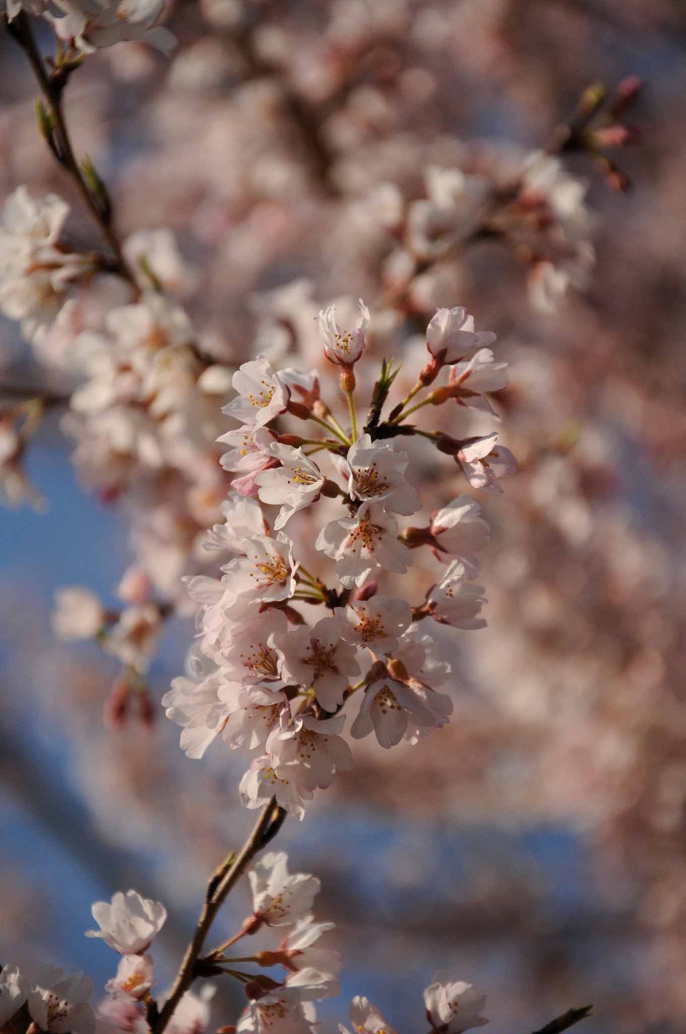 Nikon D300S sample photo. 白とピンク photography