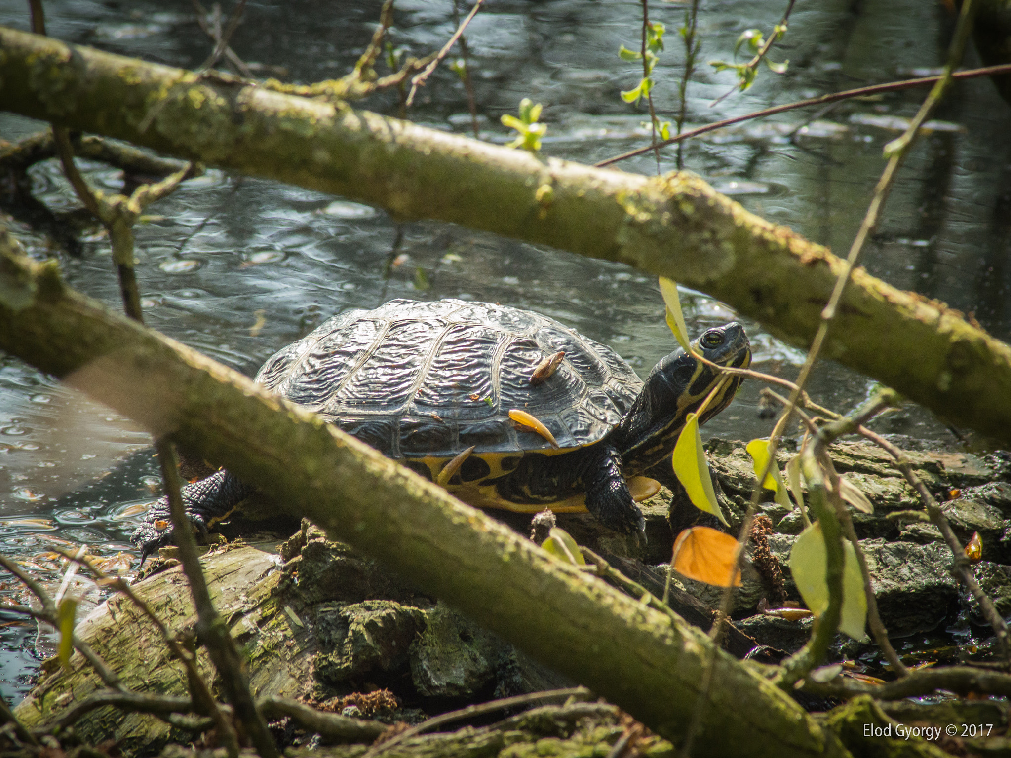 Nikon D3200 sample photo. Hidden giant photography