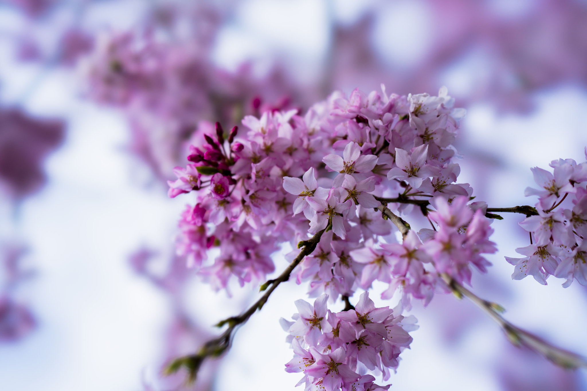 Sony FE 100mm F2.8 STF GM OSS sample photo. Cherryblossm photography