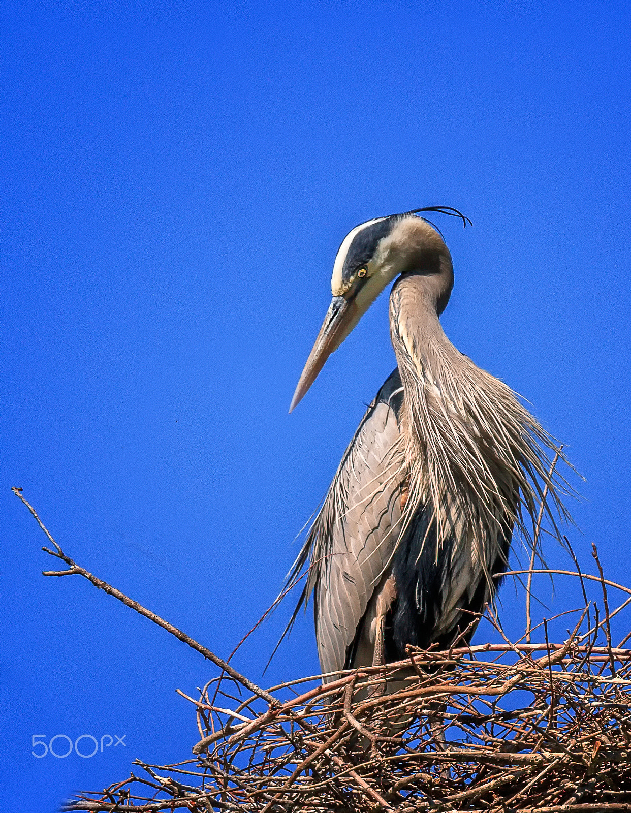 Tamron SP 150-600mm F5-6.3 Di VC USD sample photo. Nesting heron photography