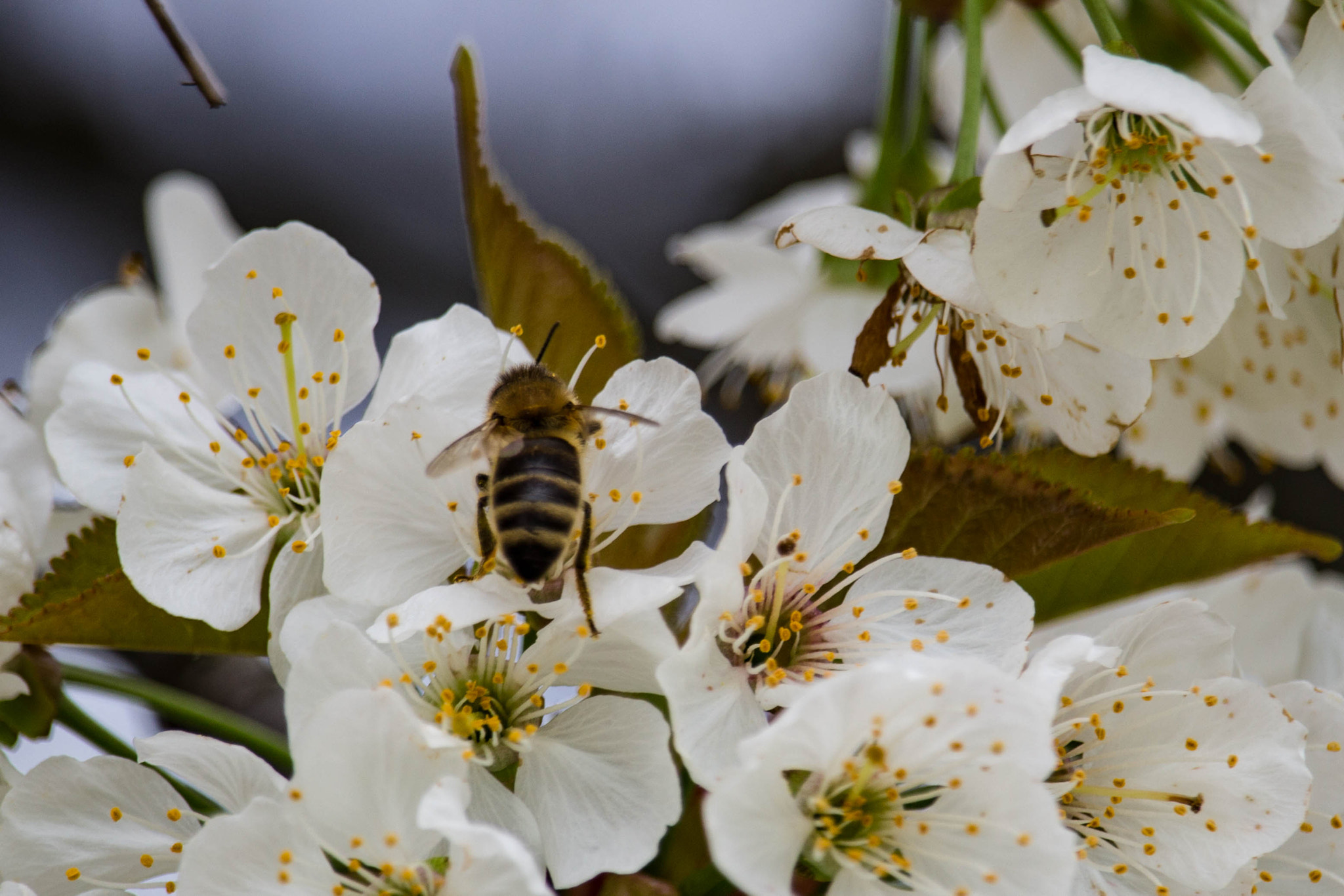Canon EF-S 55-250mm F4-5.6 IS STM sample photo. Pollen photography