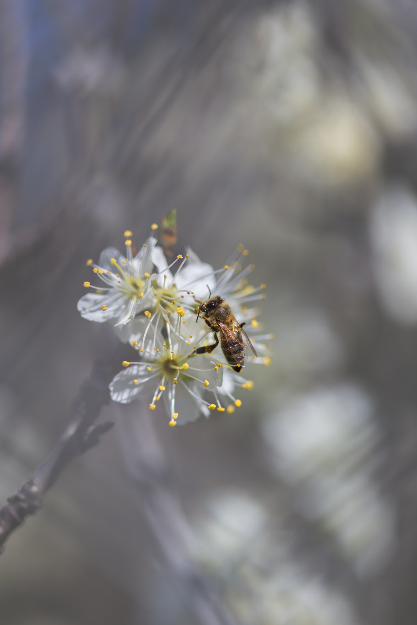 Canon EF 100mm F2.8 Macro USM sample photo. Bee is working photography