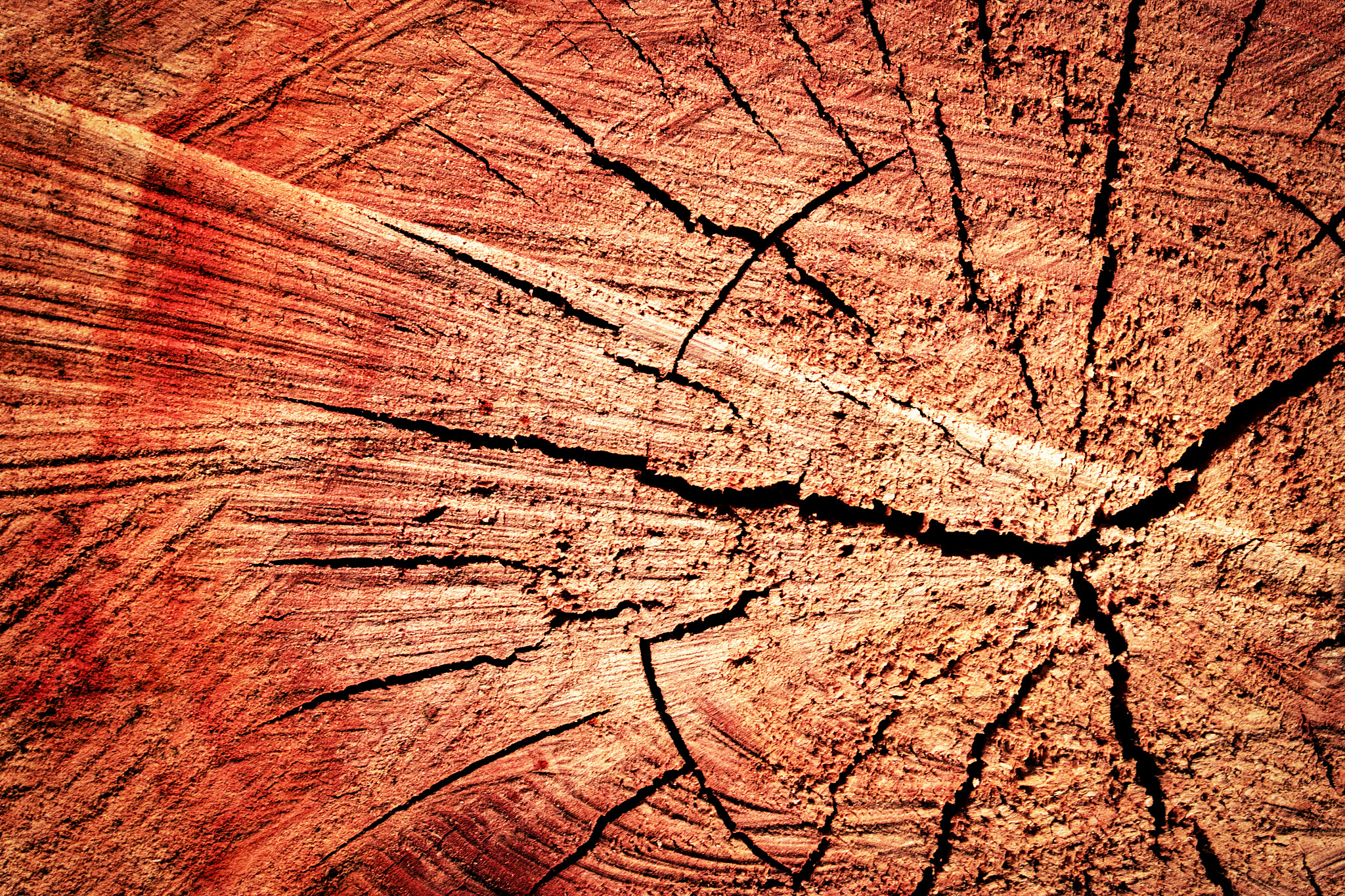 Nikon D5500 sample photo. Sawn tree trunk photography