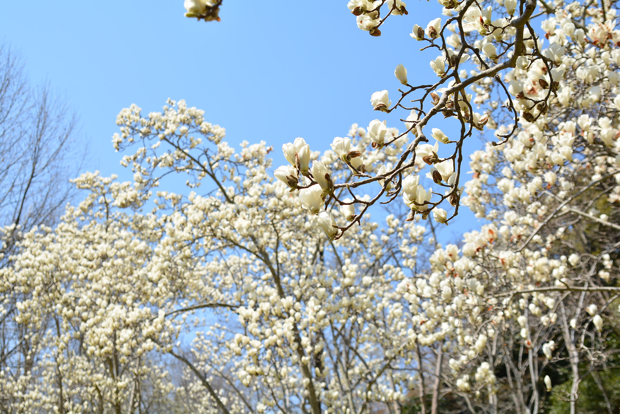 Nikon D7100 sample photo. Magnolia photography
