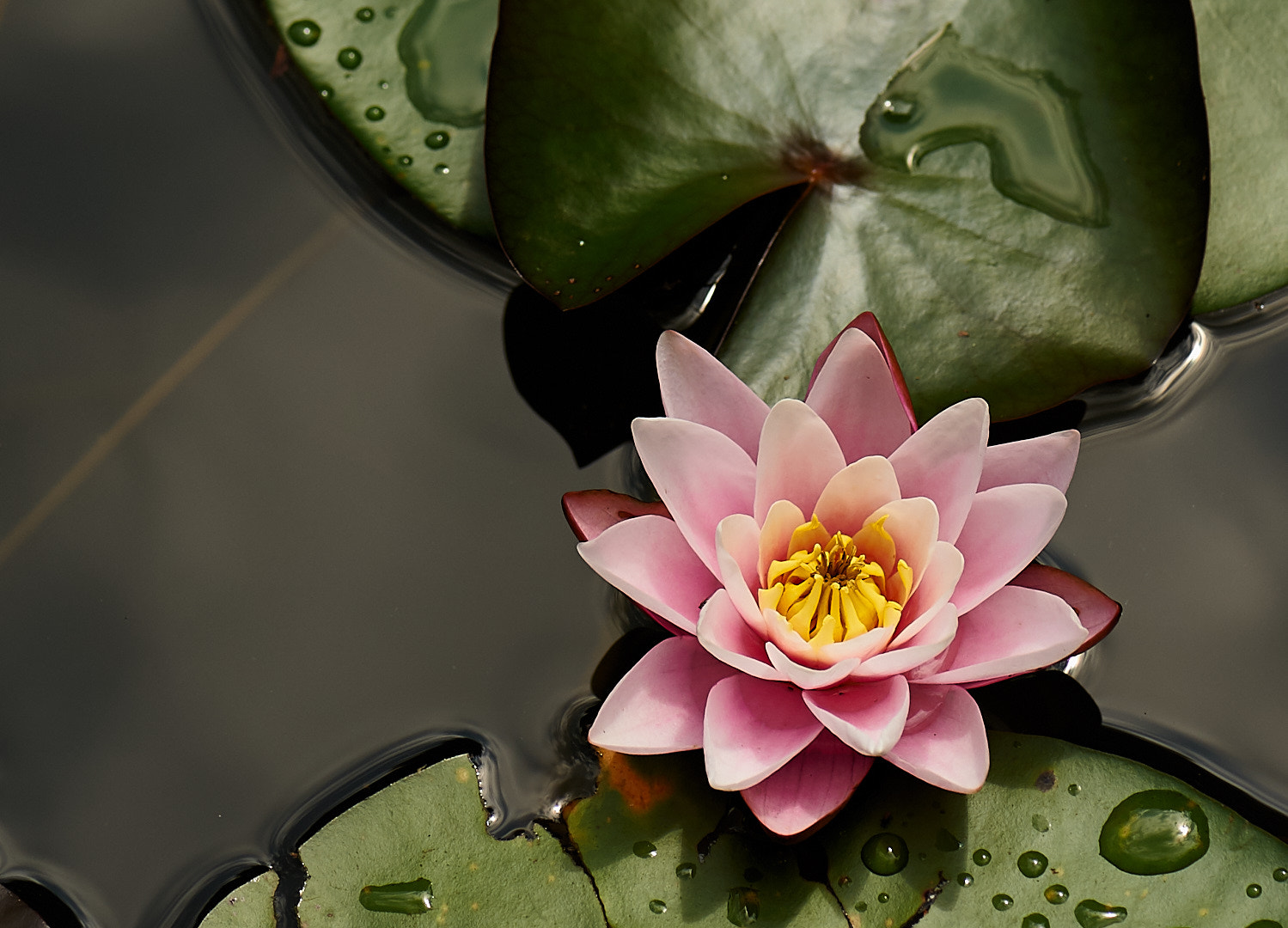 Nikon D700 + Nikon AF-S Micro-Nikkor 105mm F2.8G IF-ED VR sample photo. Water lily photography