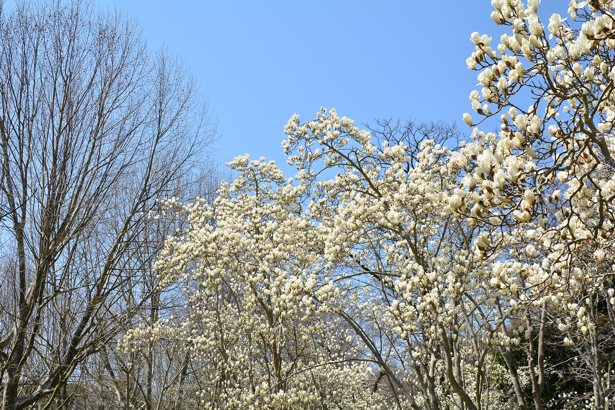 Nikon D7100 sample photo. Magnolia photography