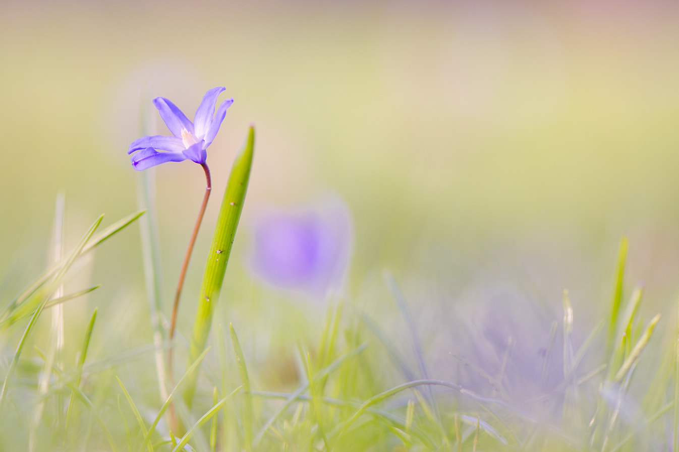 Nikon AF-S Micro-Nikkor 105mm F2.8G IF-ED VR sample photo. *// photography
