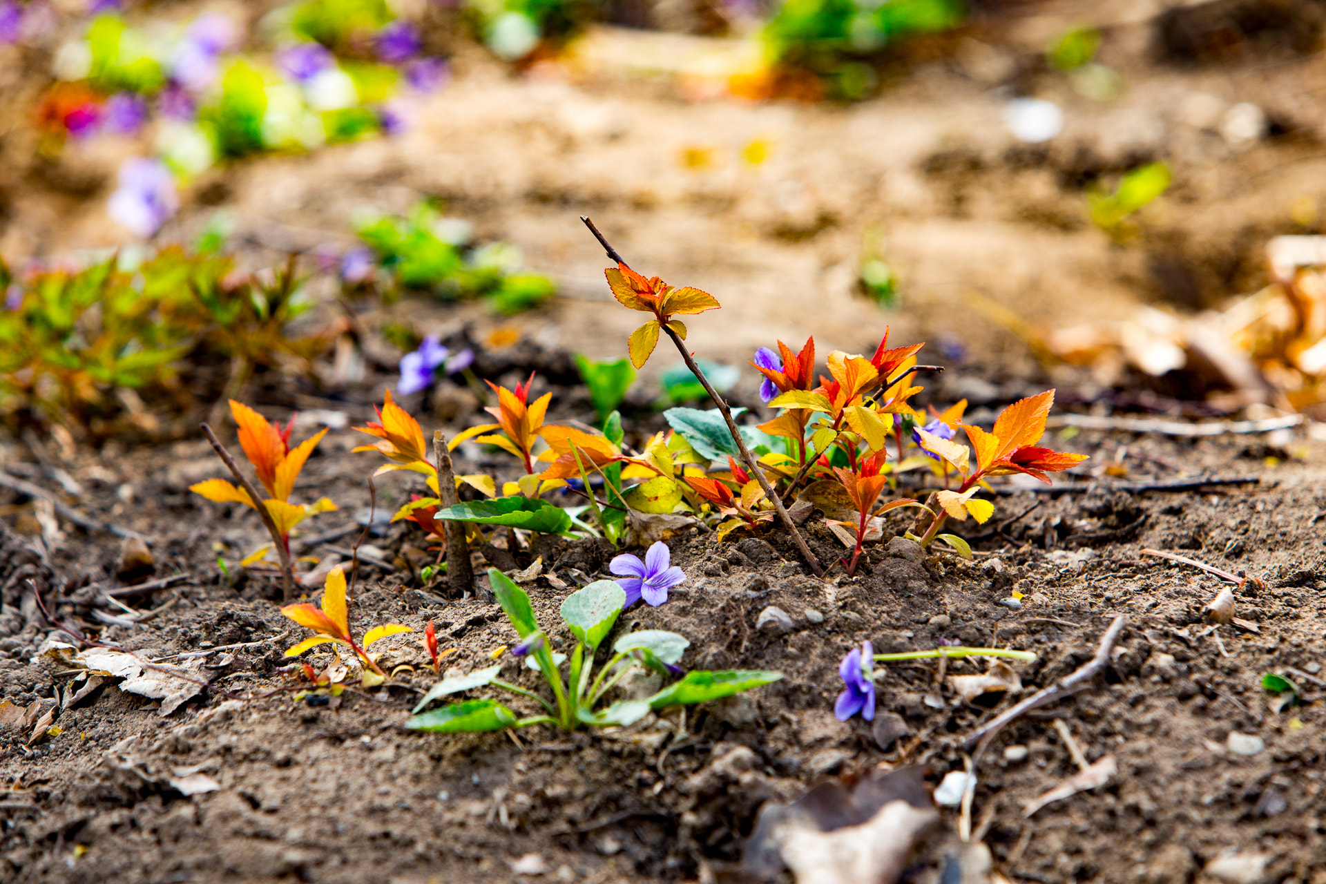 Canon EF 70-200mm F2.8L IS USM sample photo. Flowers photography