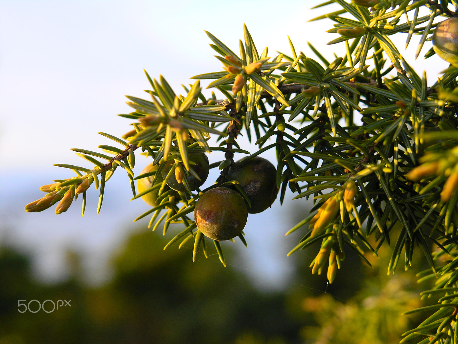 Olympus C8080WZ sample photo. Juniperus in punta molara photography