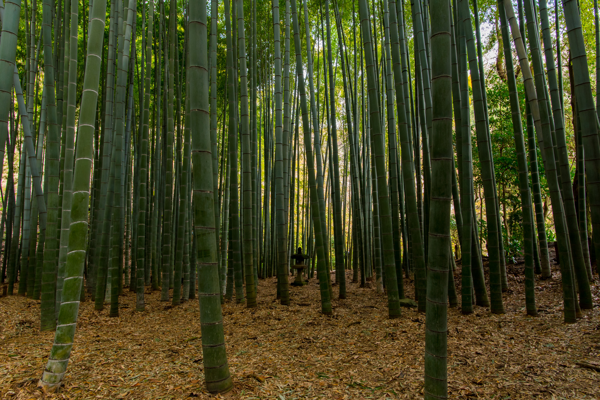 Nikon D750 + Nikon AF-S Nikkor 20mm F1.8G ED sample photo. Houkokuji photography