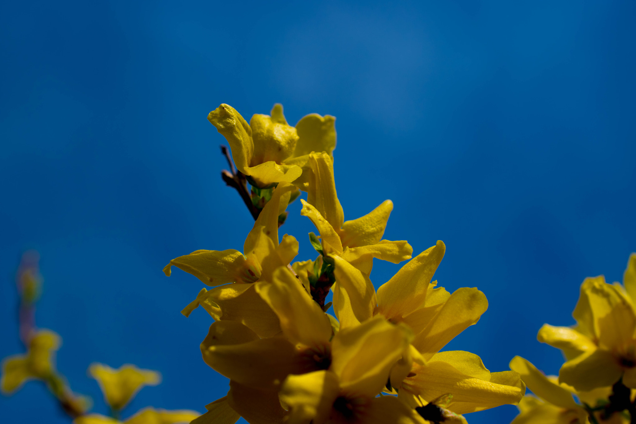 Nikon AF-S DX Micro Nikkor 40mm F2.8 sample photo. Die blühende forsithie photography