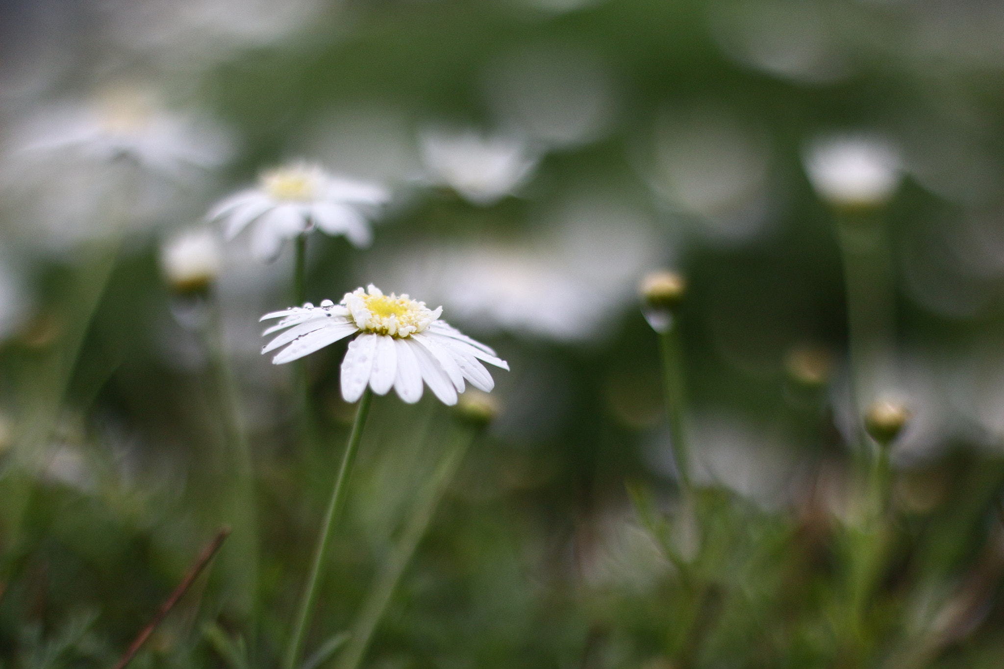 Canon EOS 650D (EOS Rebel T4i / EOS Kiss X6i) + Canon EF 50mm F1.8 II sample photo. White photography