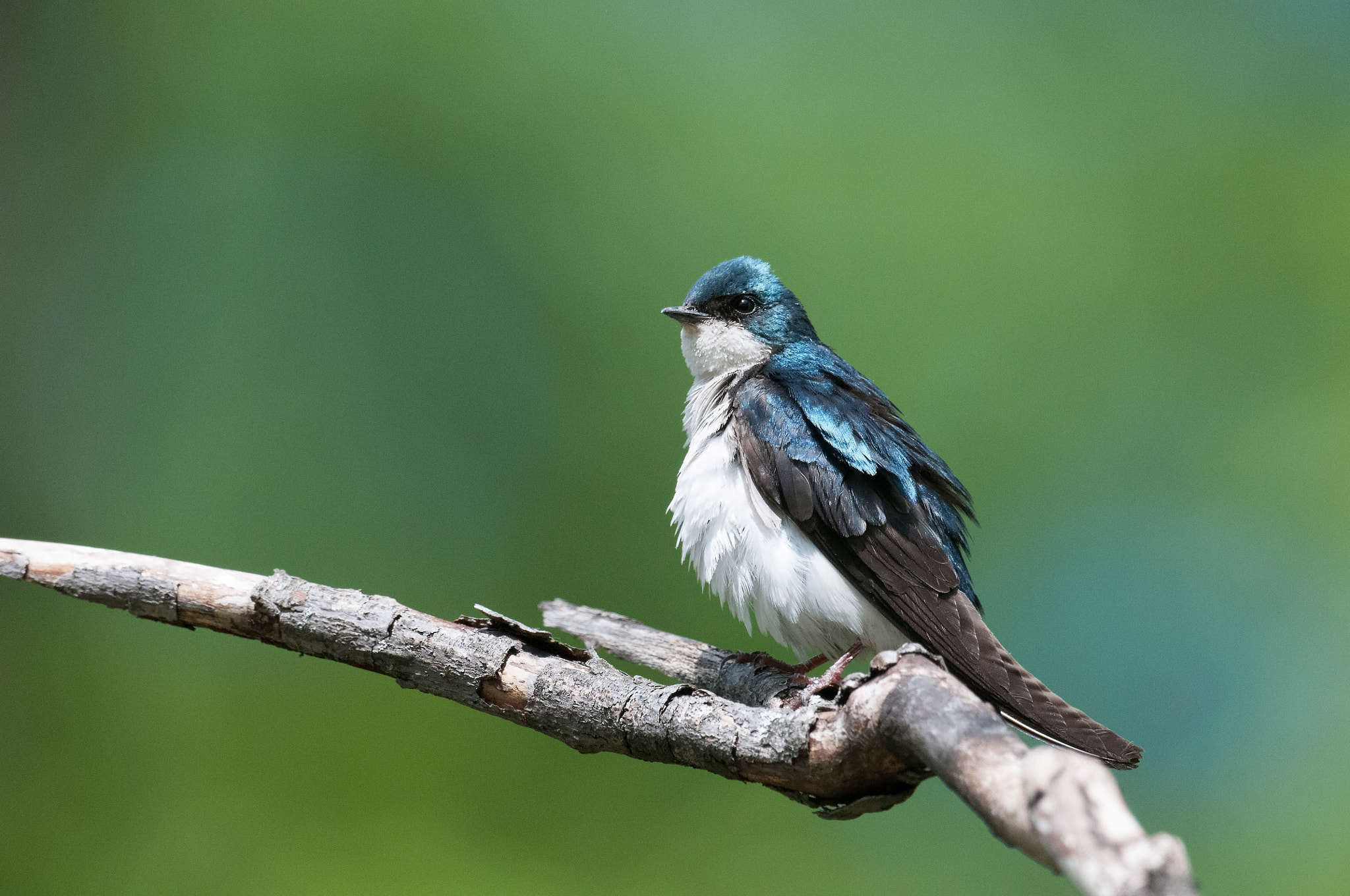 Nikon AF-S Nikkor 800mm F5.6E FL ED VR sample photo. Hirondelle bicolore, tachycineta bicolor tachycineta, tree swall photography