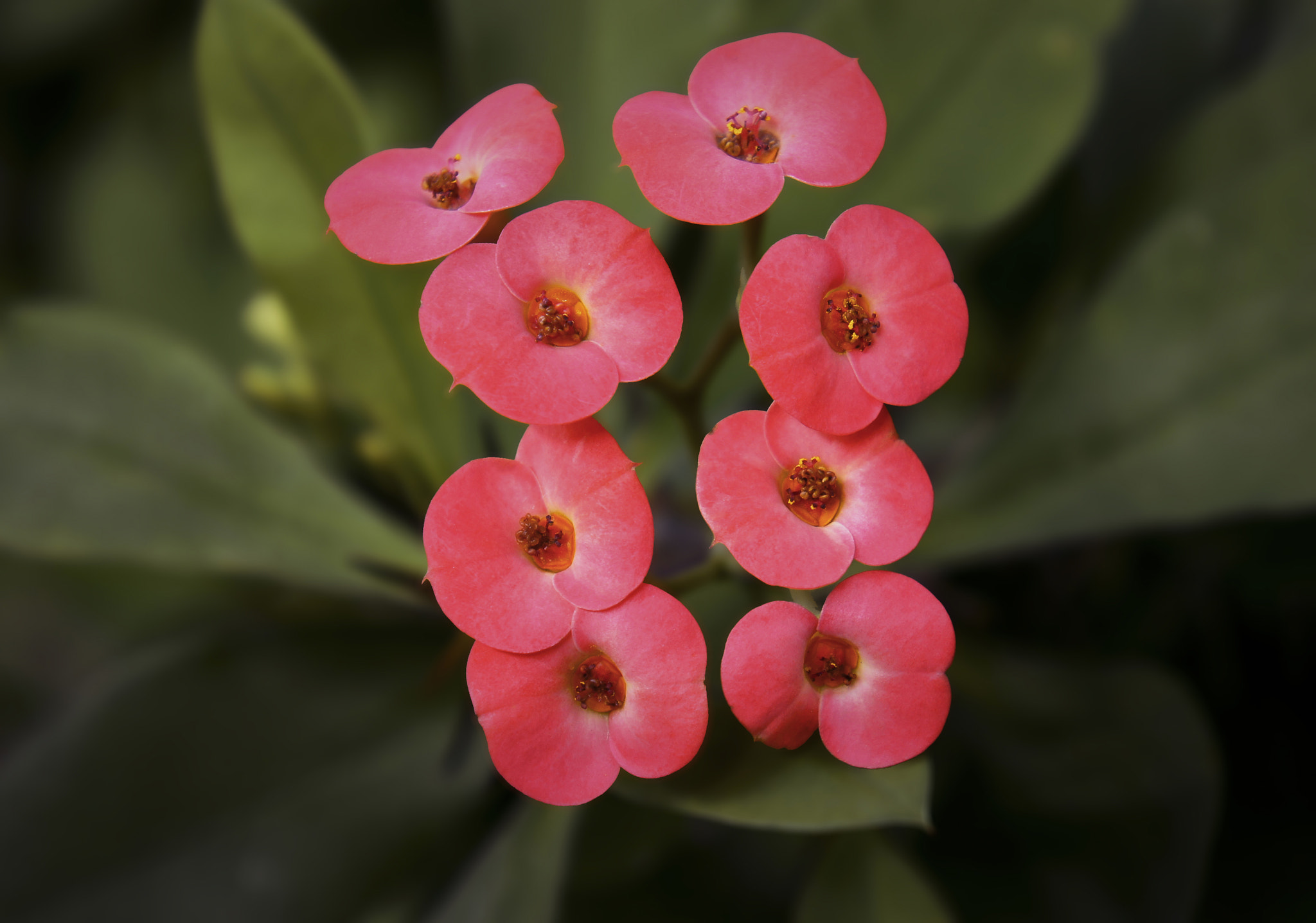 Sony Alpha NEX-C3 + Sony E 18-55mm F3.5-5.6 OSS sample photo. Flower photography