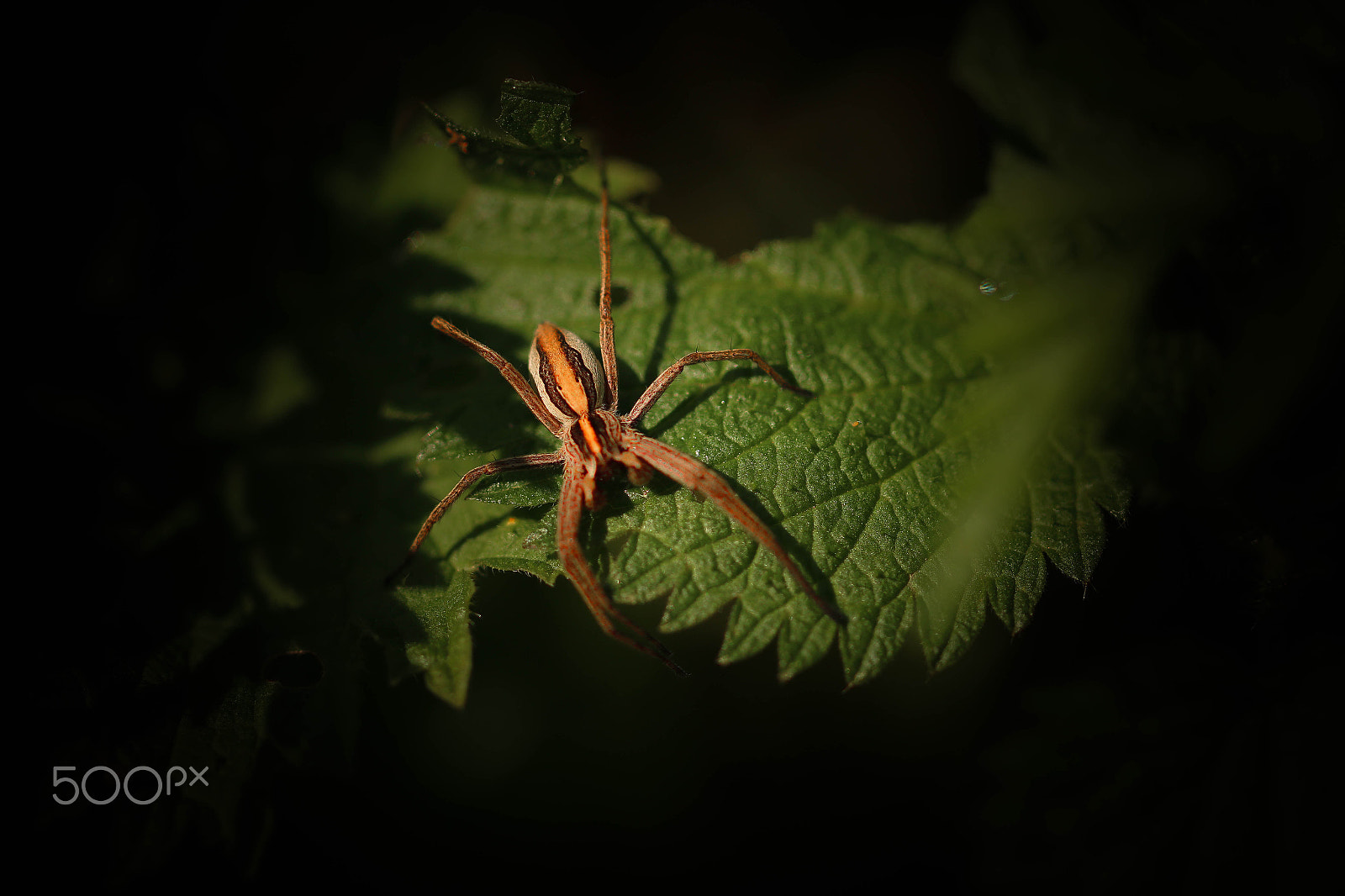 Canon EF 100mm F2.8L Macro IS USM sample photo. Spinnetje photography