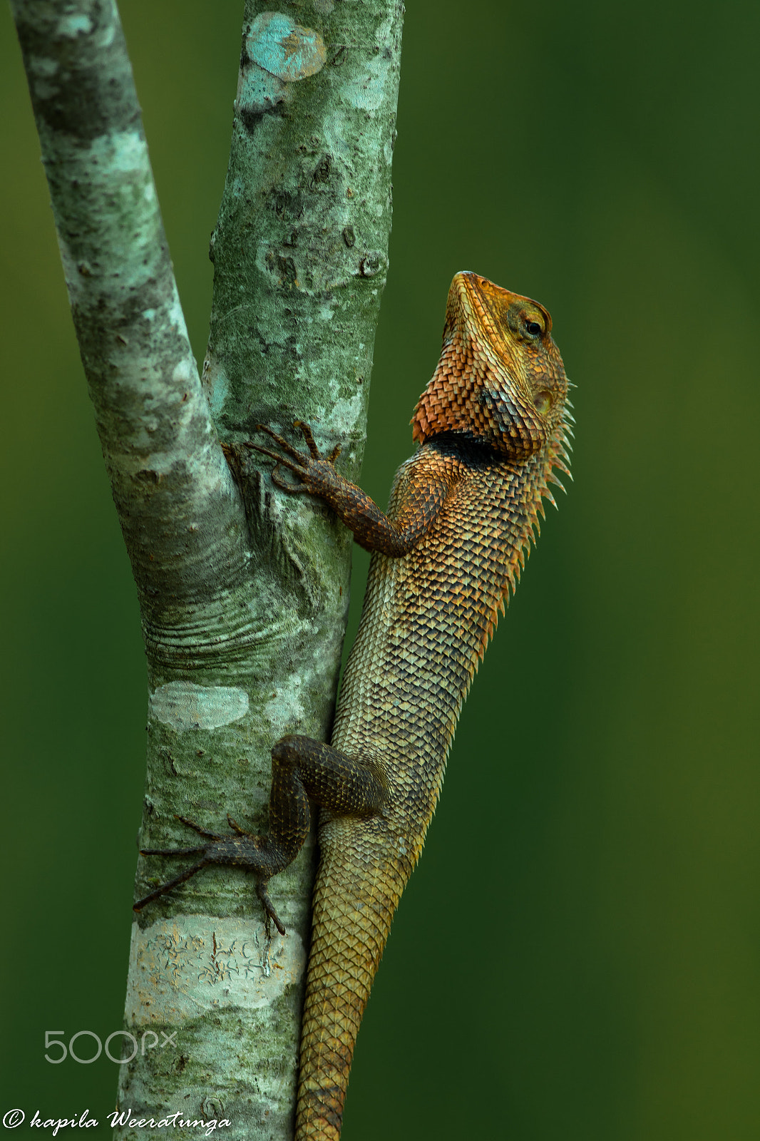 Canon EF 400mm F5.6L USM sample photo