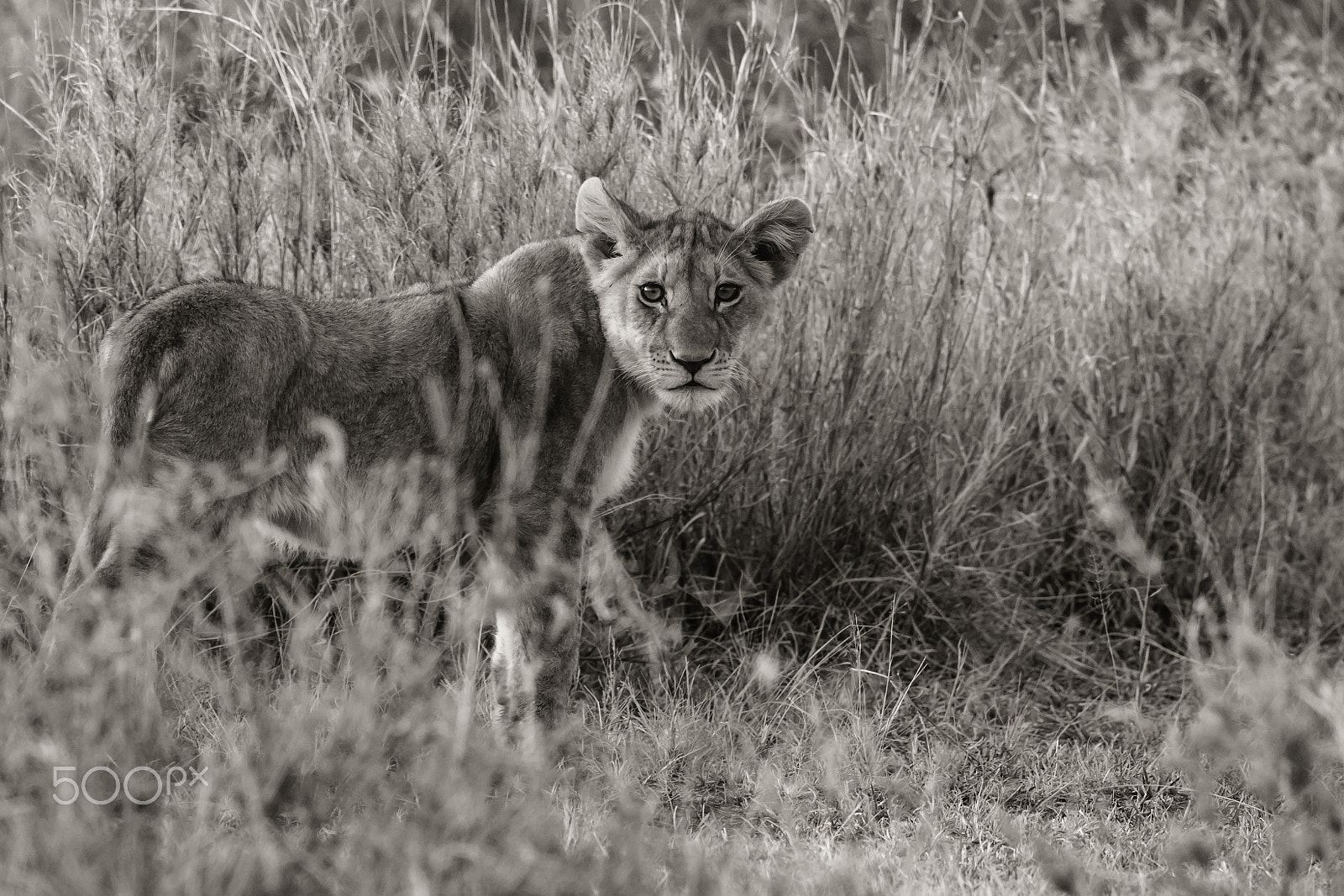 Canon EOS 7D Mark II sample photo. Lion cub photography