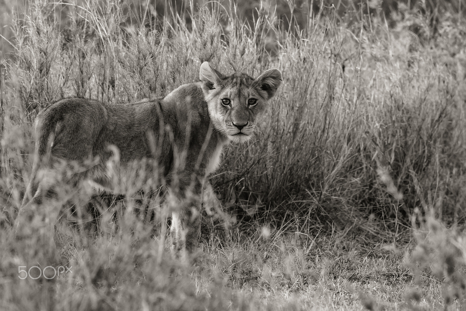 Canon EF 500mm F4L IS II USM sample photo. Lion cub photography