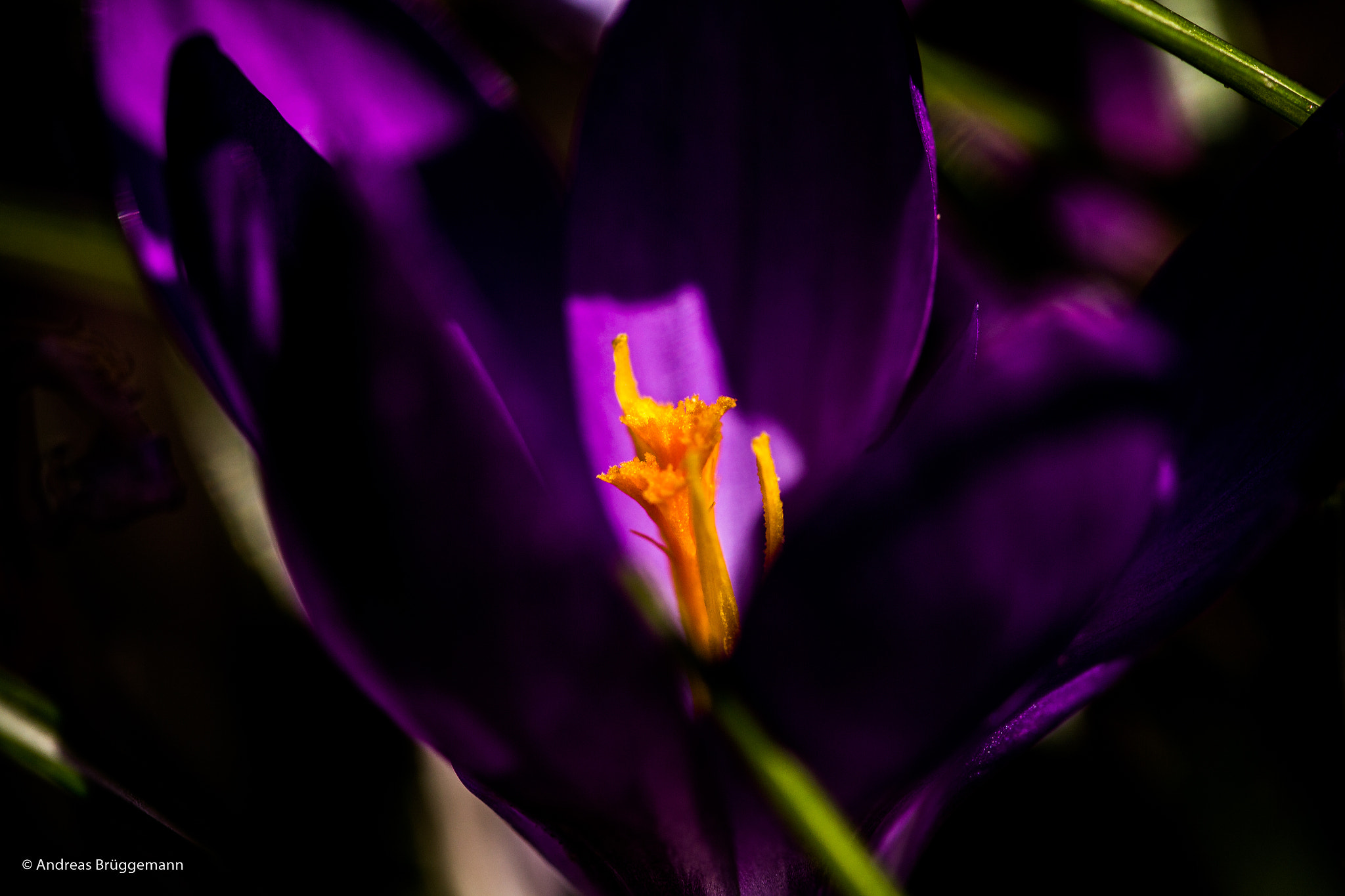 Canon EF 100mm F2.8L Macro IS USM sample photo. Spring 2017_4 photography