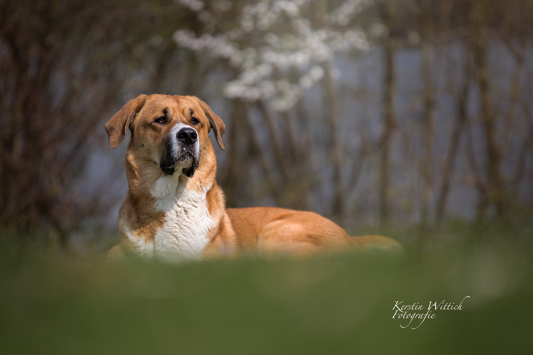 Sigma 70-200mm F2.8 EX DG OS HSM sample photo. Kisha photography