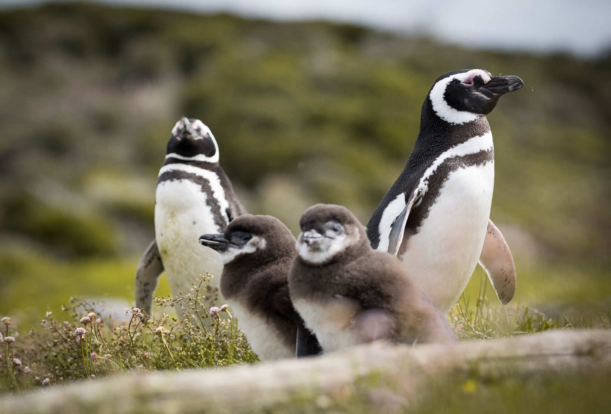 Nikon D5300 sample photo. Penguins at isla martillo photography