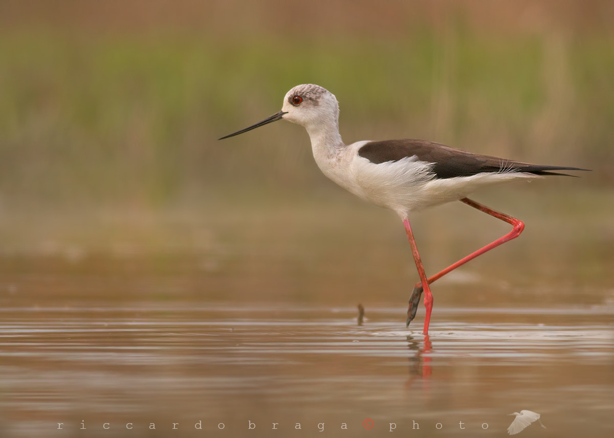 Canon EOS 70D + Canon EF 400mm F5.6L USM sample photo. Black-winged stilt photography