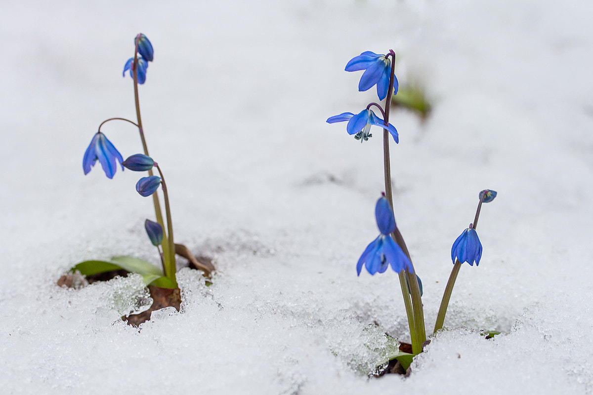 Canon EF-S 60mm F2.8 Macro USM sample photo. Spring is coming photography