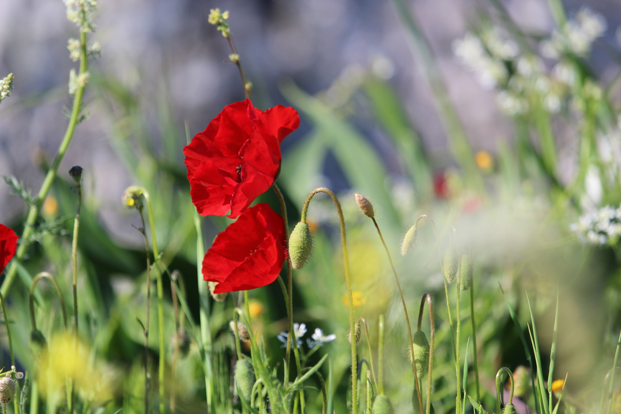 Canon EF-S 55-250mm F4-5.6 IS STM sample photo. Flower photography