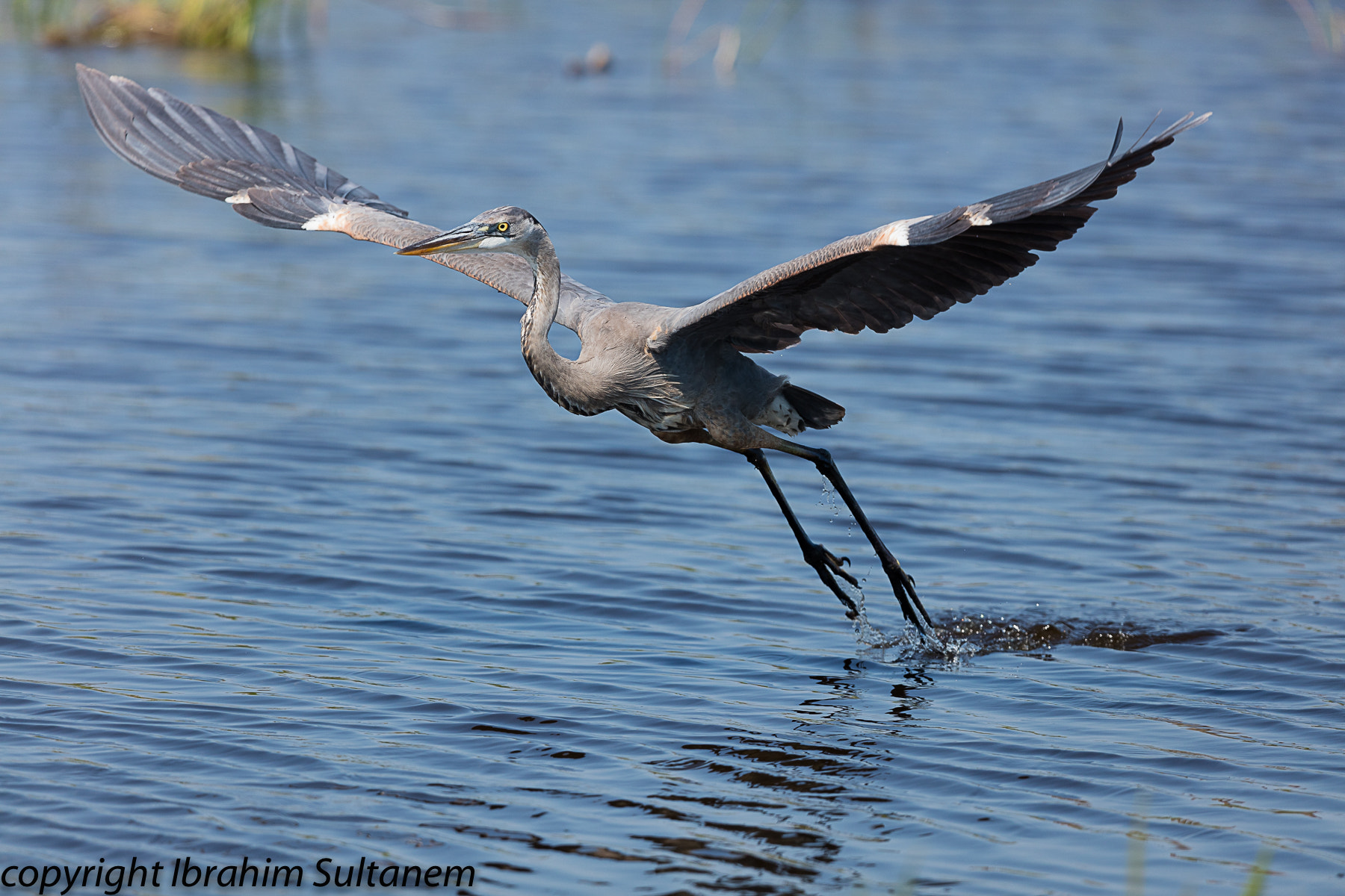 Canon EF 600mm F4L IS II USM sample photo. Blue heron photography