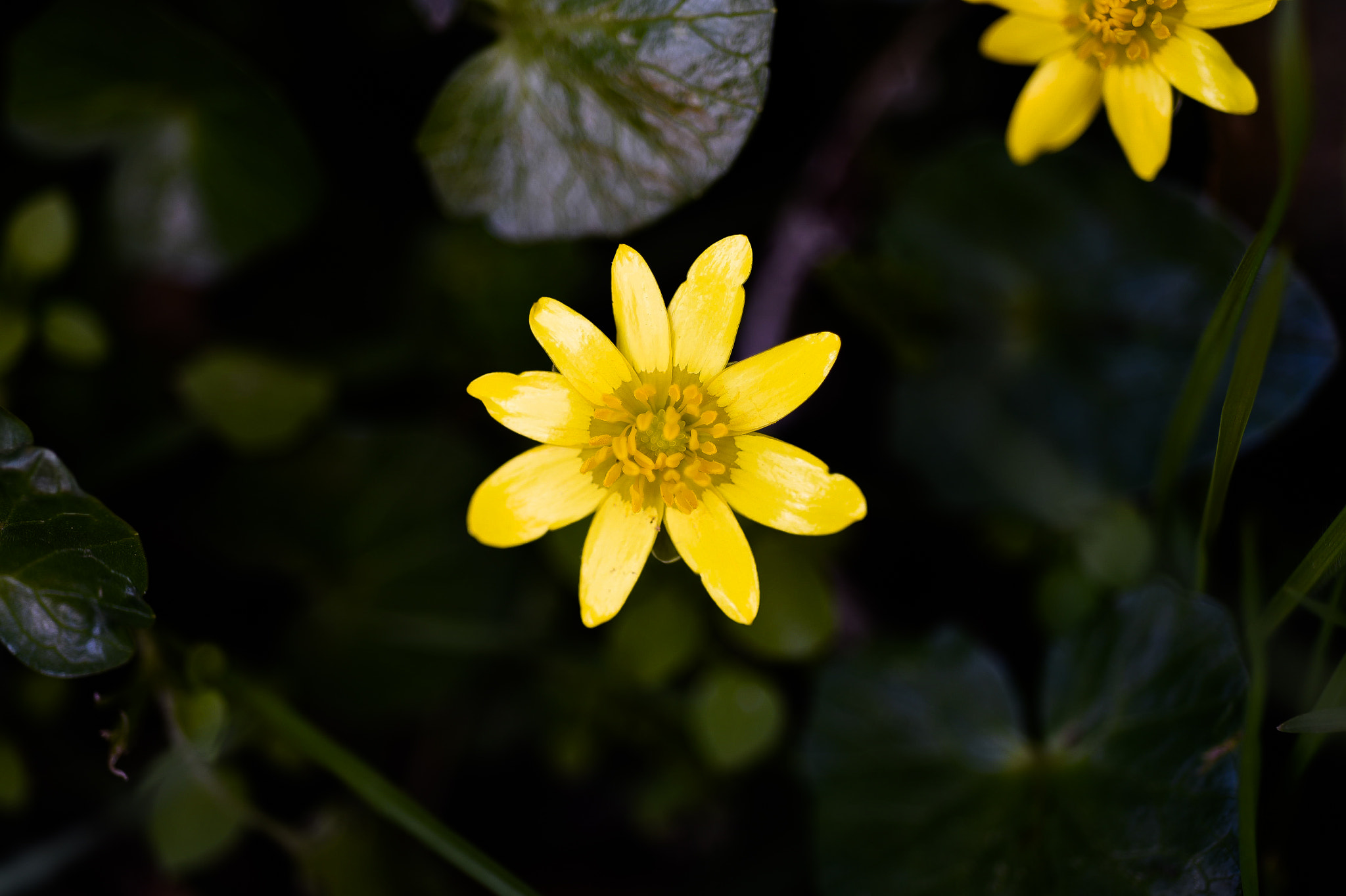 Nikon AF Micro-Nikkor 60mm F2.8D sample photo. Dsc photography