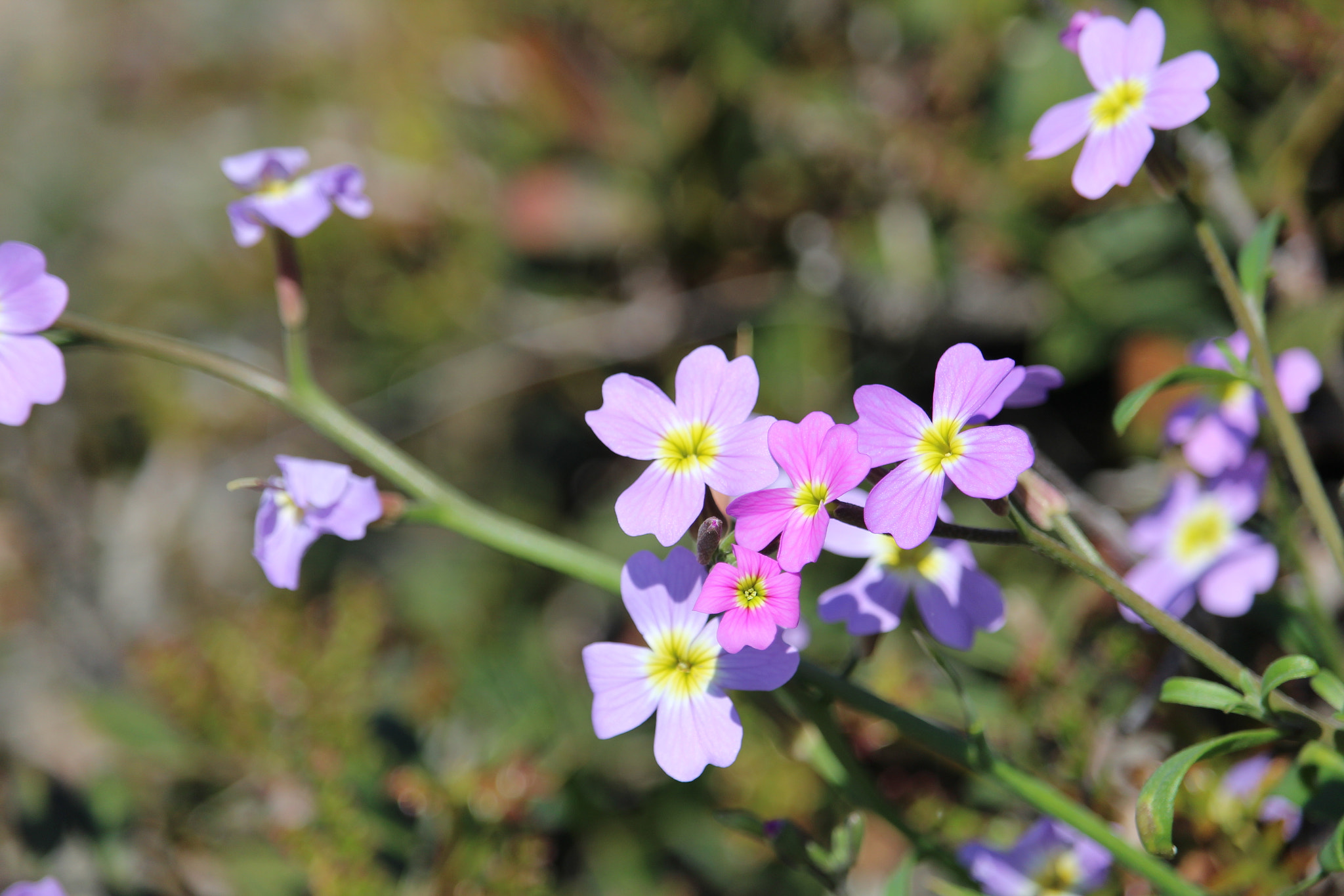 Canon EF-S 55-250mm F4-5.6 IS STM sample photo. Flower 2 photography