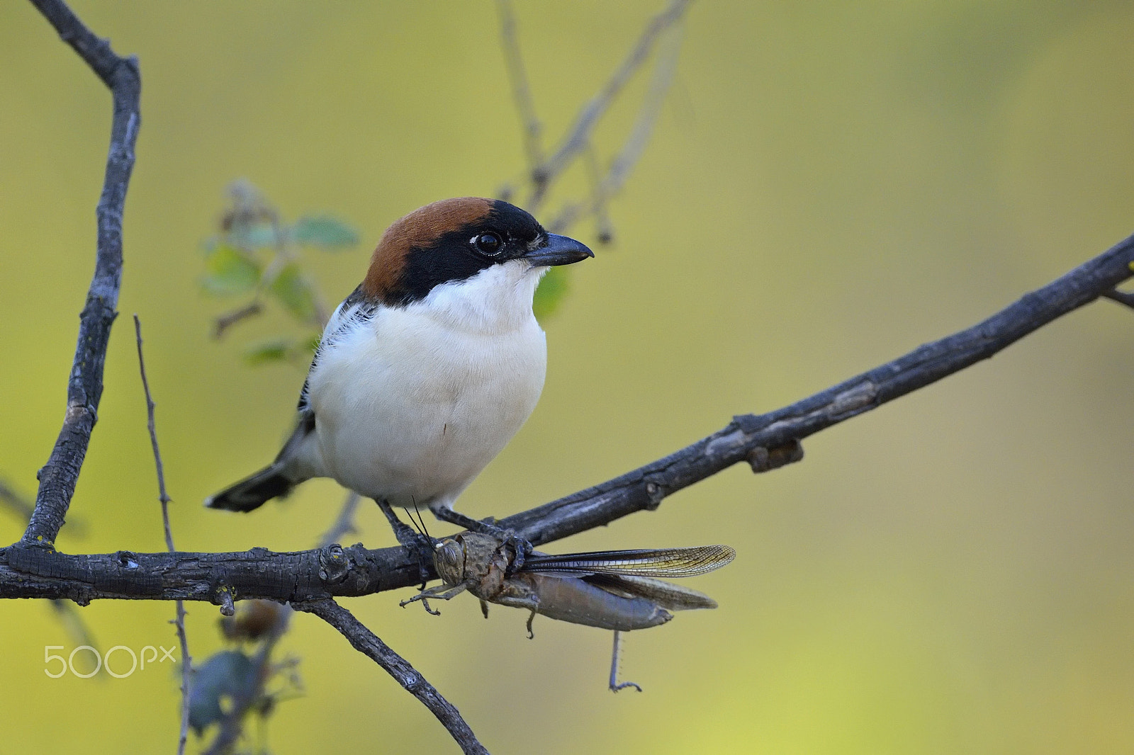 Nikon D7100 + Nikon AF-S Nikkor 500mm F4G ED VR sample photo. Lunch time photography