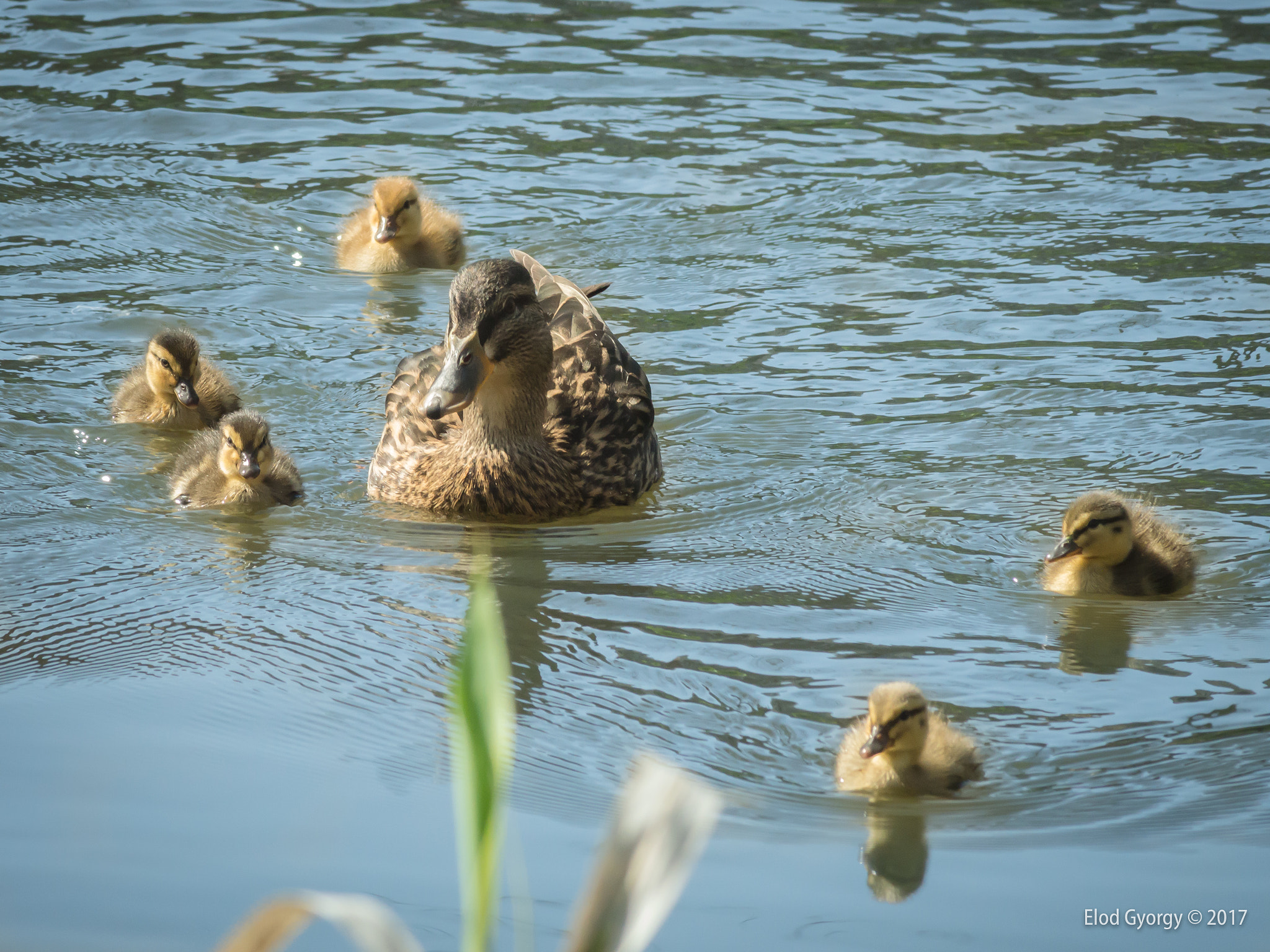Nikon D3200 sample photo. Going for a swim... photography