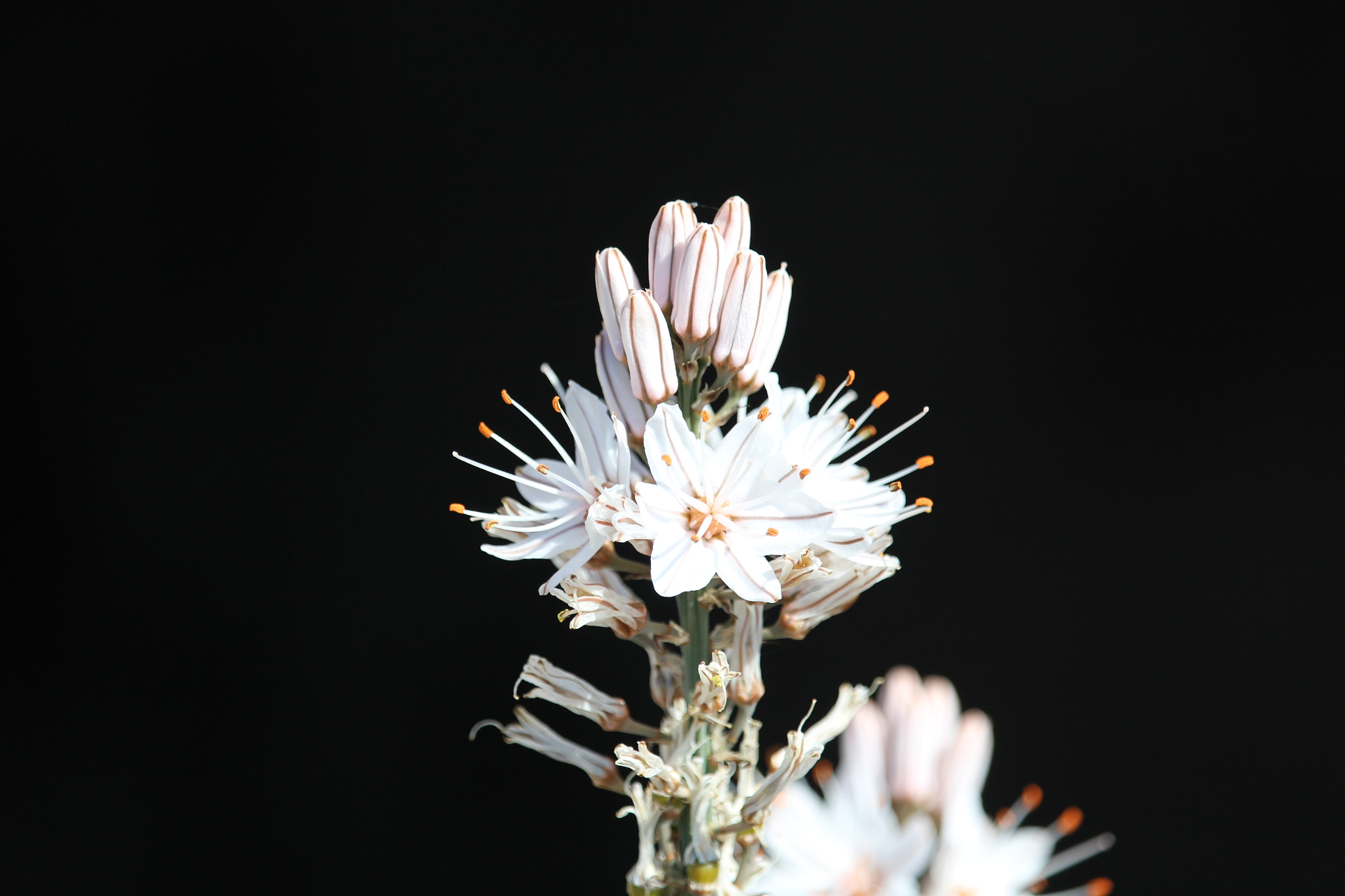 Canon EF-S 55-250mm F4-5.6 IS STM sample photo. Mystery flower photography