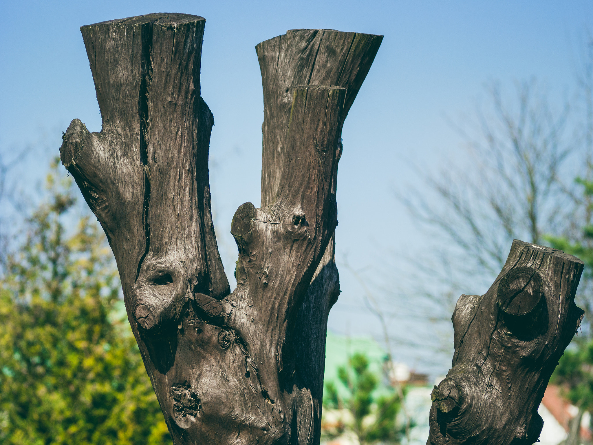 Sigma 60mm F2.8 DN Art sample photo. "dead" nature photography