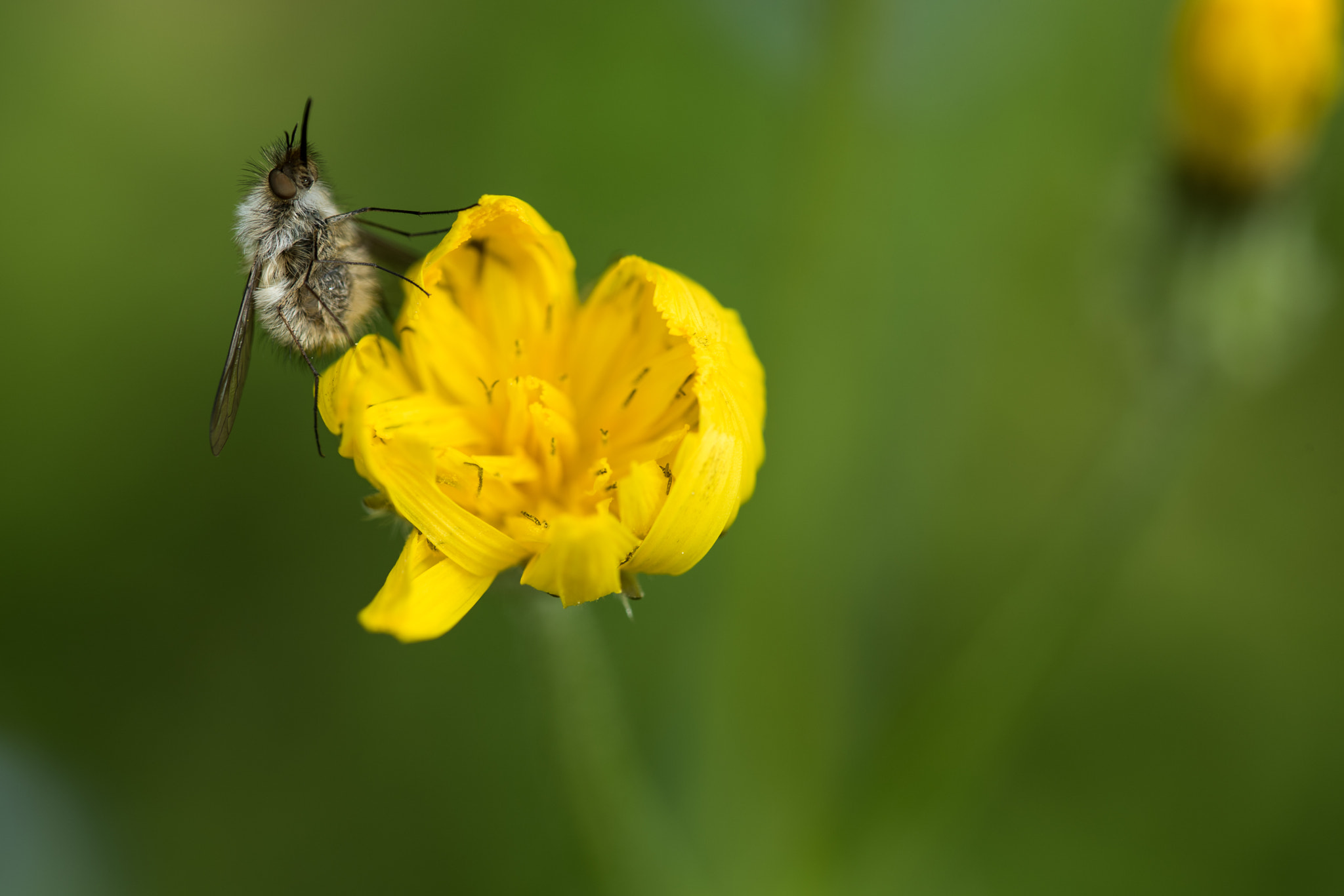 Sigma 105mm F2.8 EX DG OS HSM sample photo. Cute punky fly photography