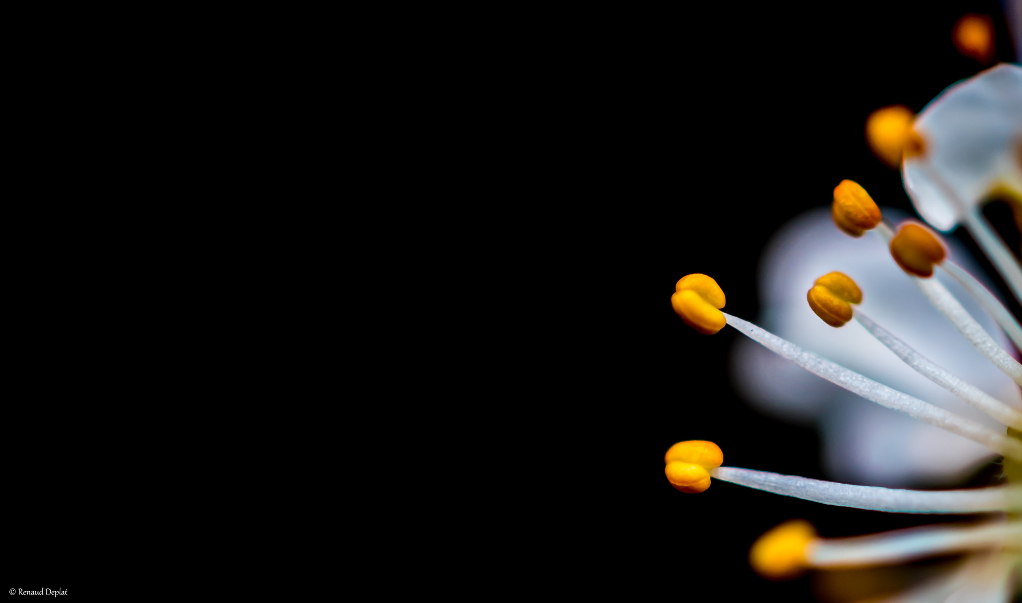 Nikon AF-S Micro-Nikkor 60mm F2.8G ED sample photo. Minimalisme. photography