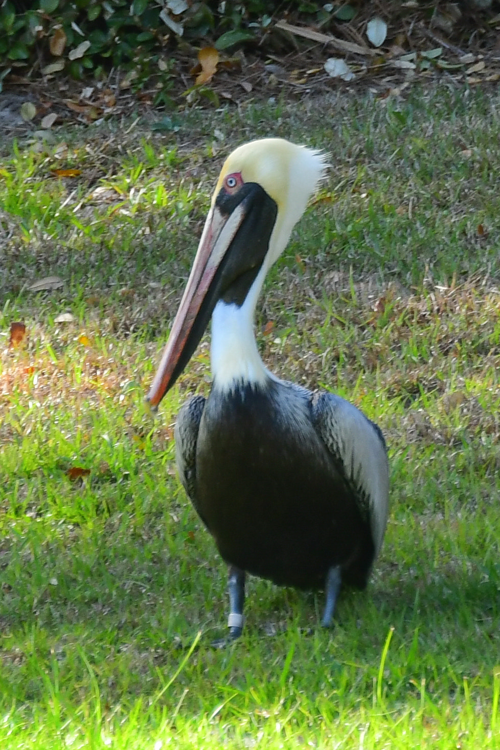 Nikon D500 sample photo. I signify freedom photography