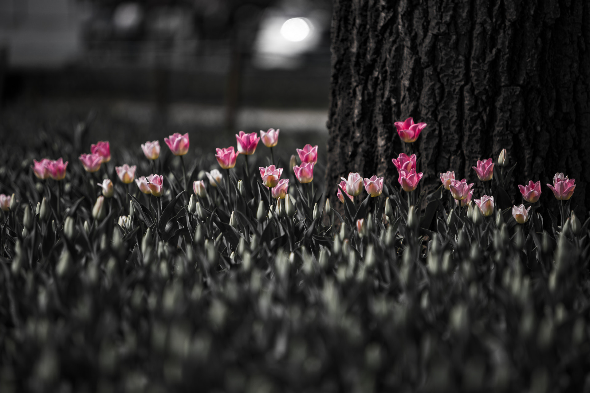 Canon EF 70-200mm F2.8L IS USM sample photo. Mono photography