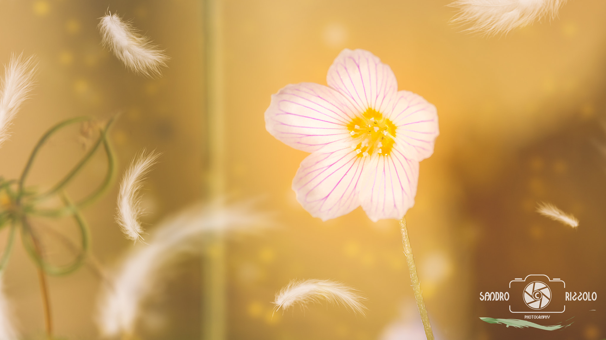 Tokina AT-X 70-200mm F4 PRO FX VCM-S sample photo. Dreaming photography
