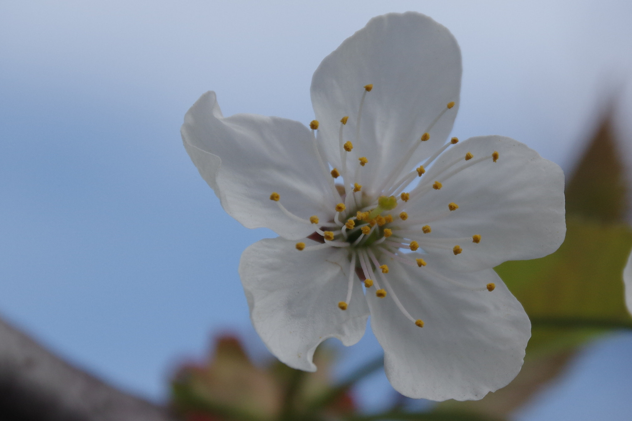 Pentax K-3 II sample photo. Apple blossom photography