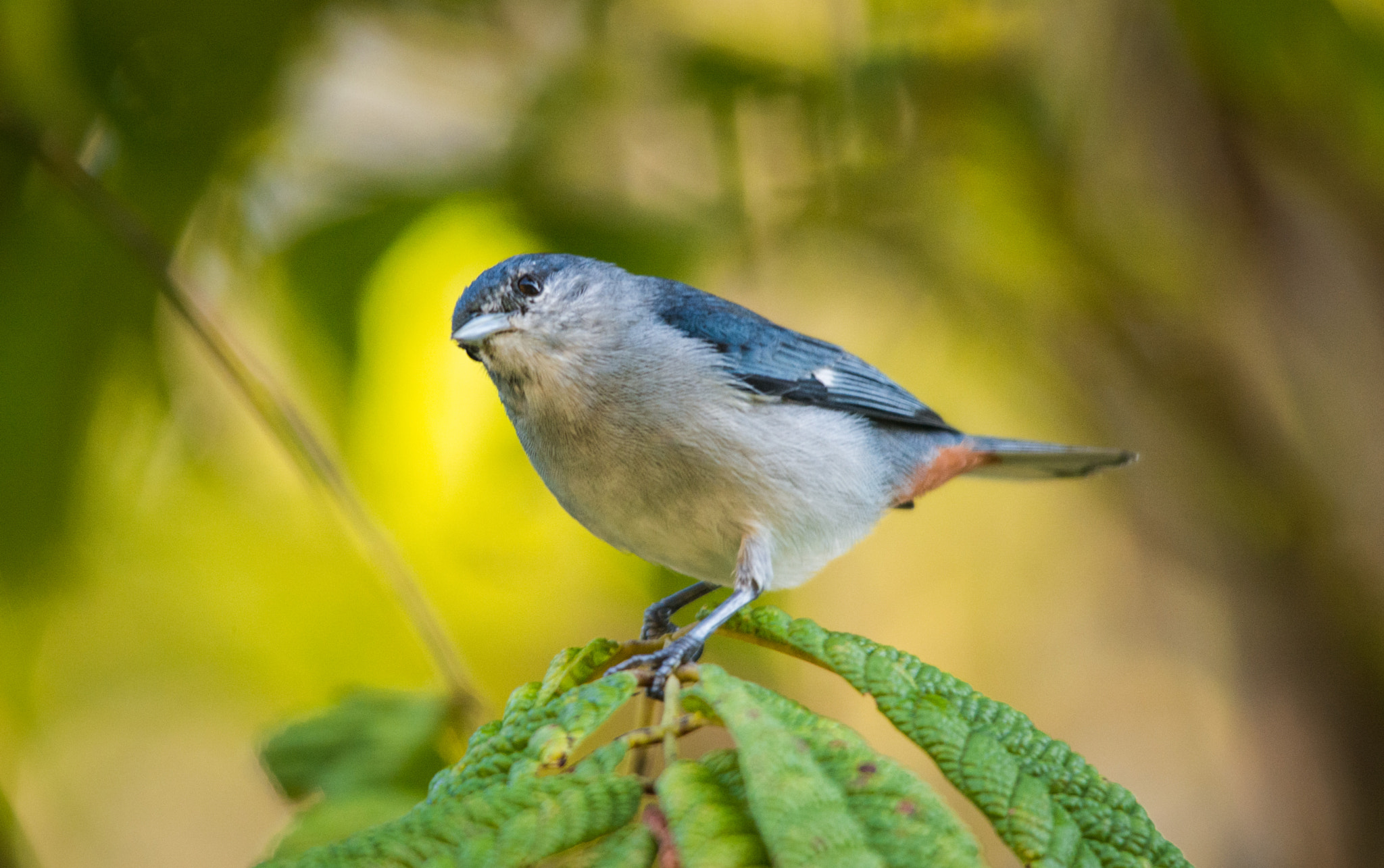 Nikon D7100 + Sigma 150-500mm F5-6.3 DG OS HSM sample photo. Figurinha-de-rabo-castanho | chestnut vented conebill (conirostrum speciosum) photography