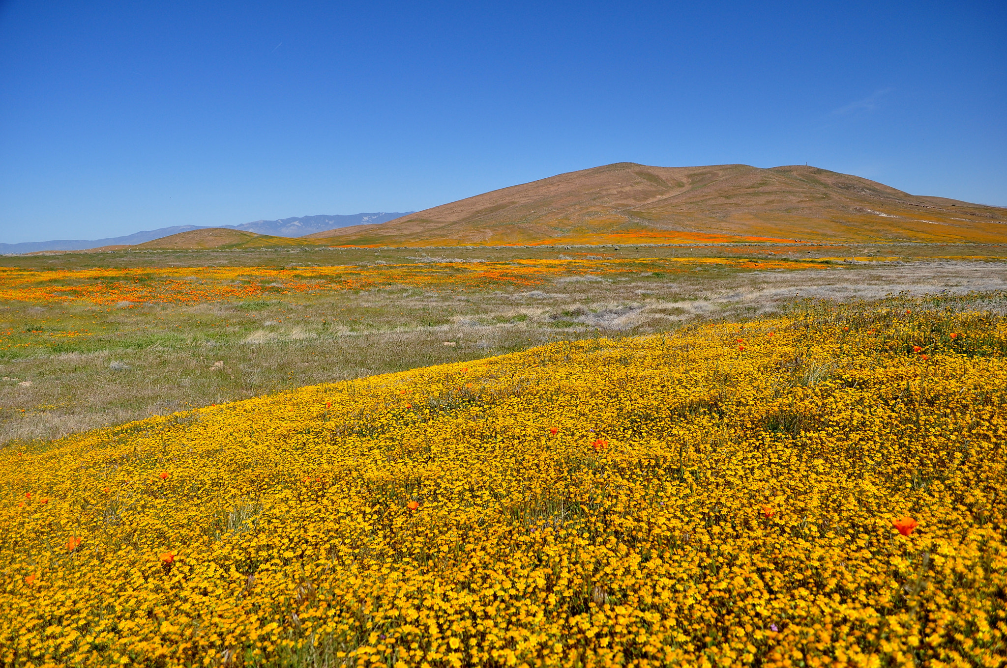 Nikon D90 sample photo. Blooming goldfields photography