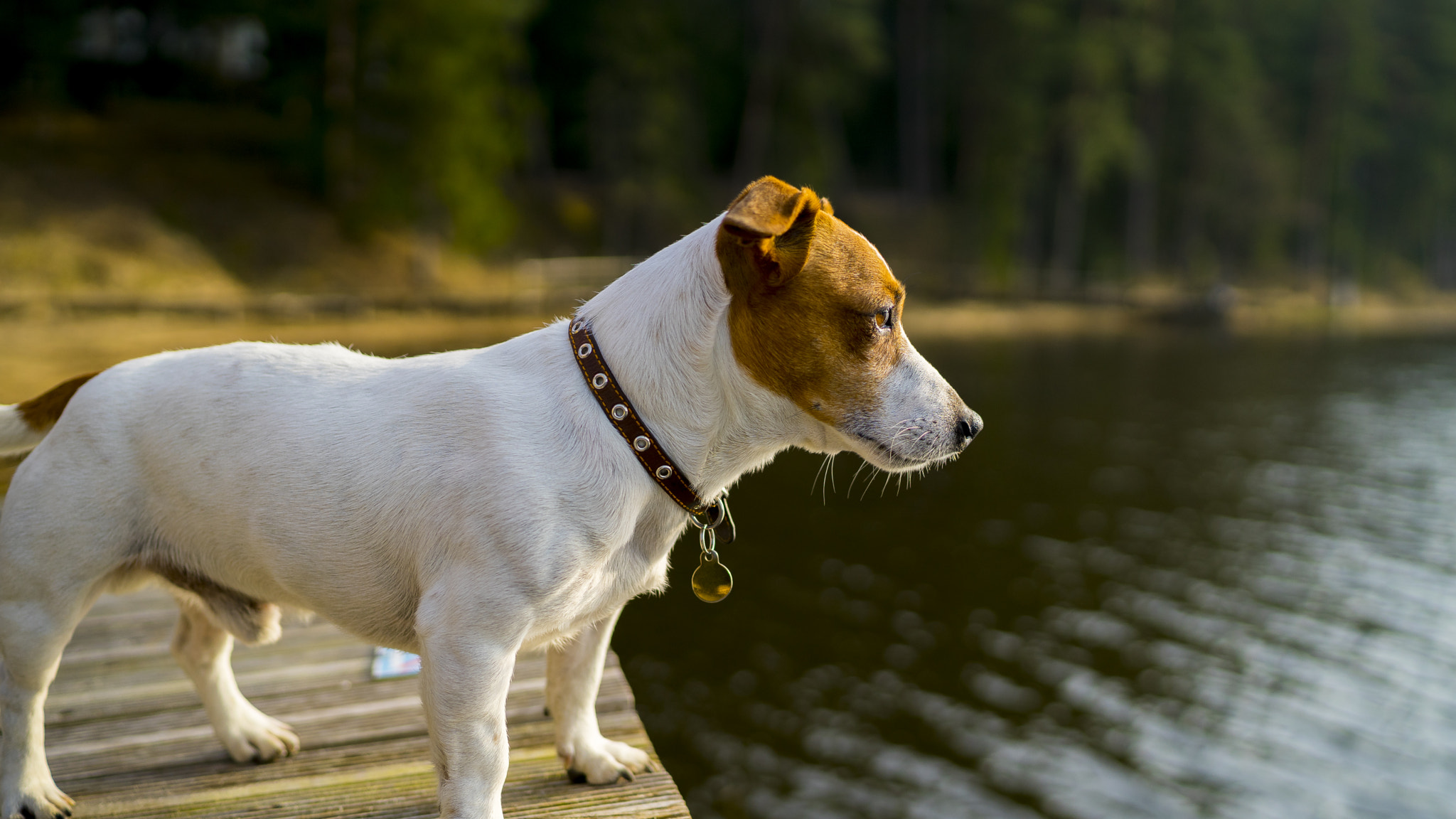 Sony Distagon T* FE 35mm F1.4 ZA sample photo. Terrier photography