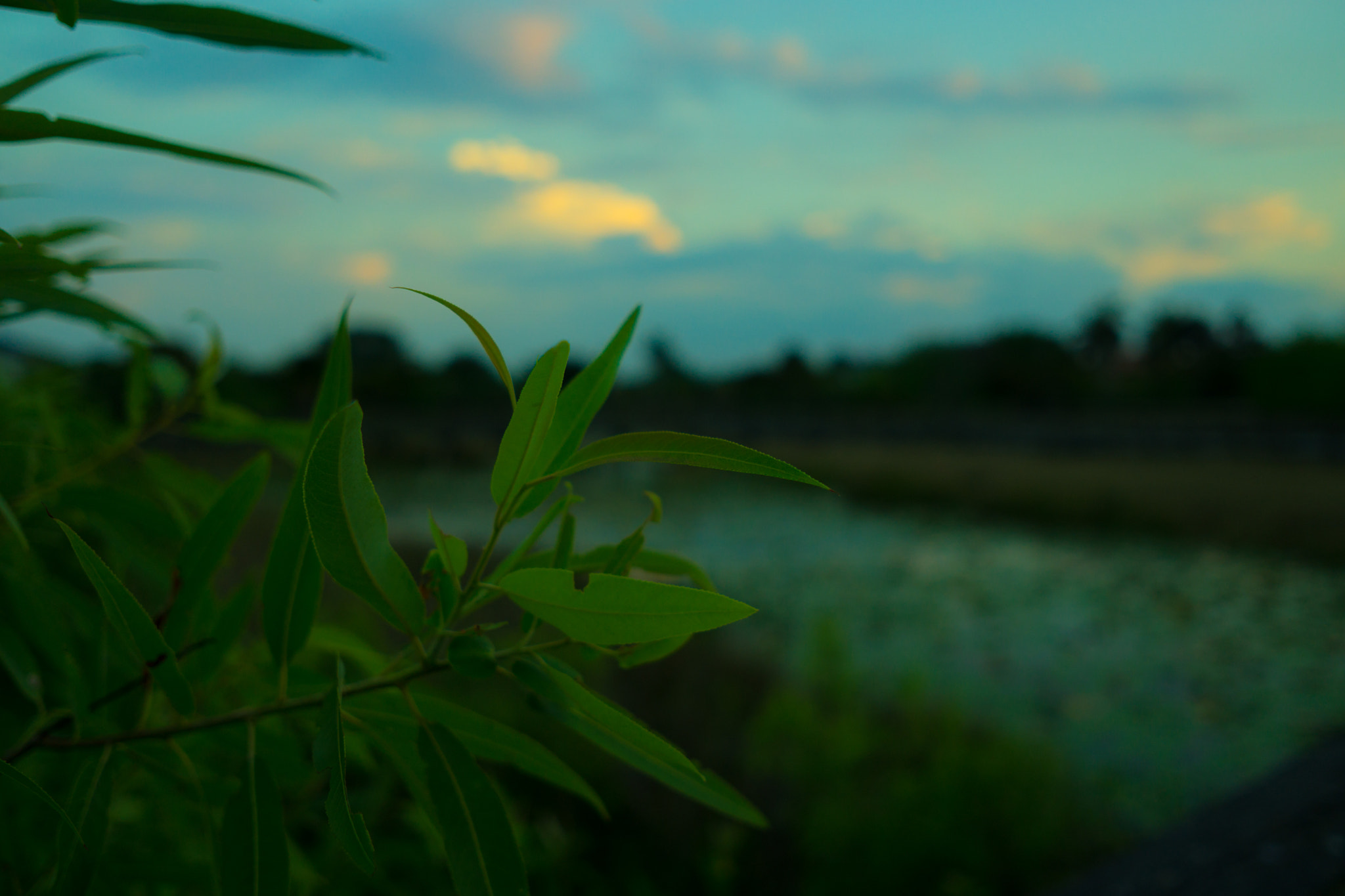 Sony a6000 + Sigma 19mm F2.8 EX DN sample photo. Green leaves, sunset, river photography