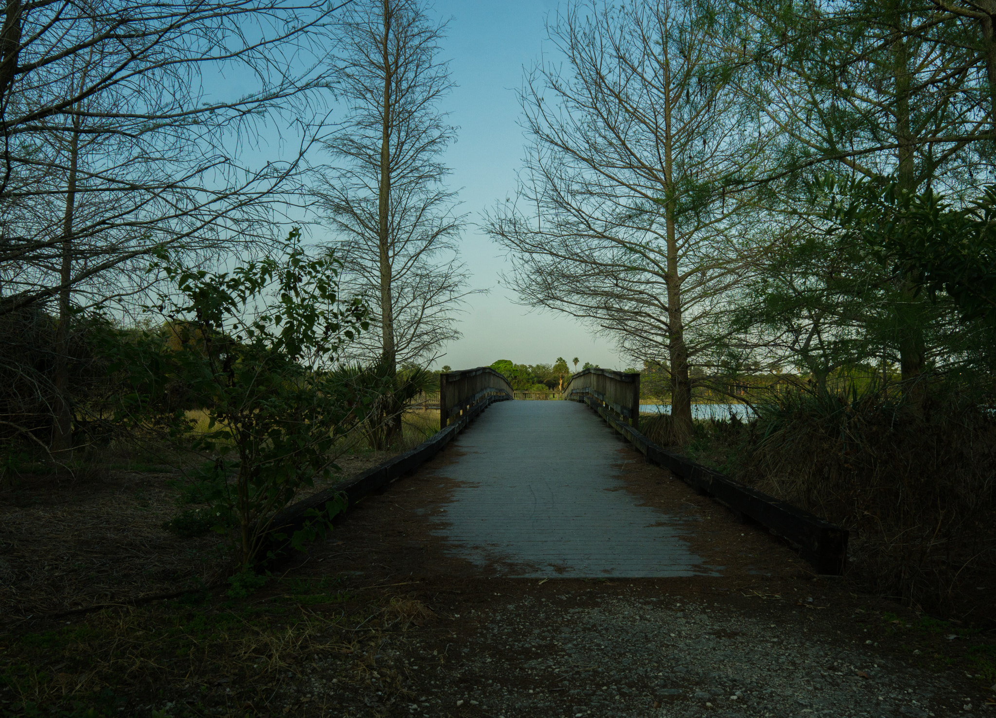 Sony a6000 sample photo. Boardwalk dead trees photography